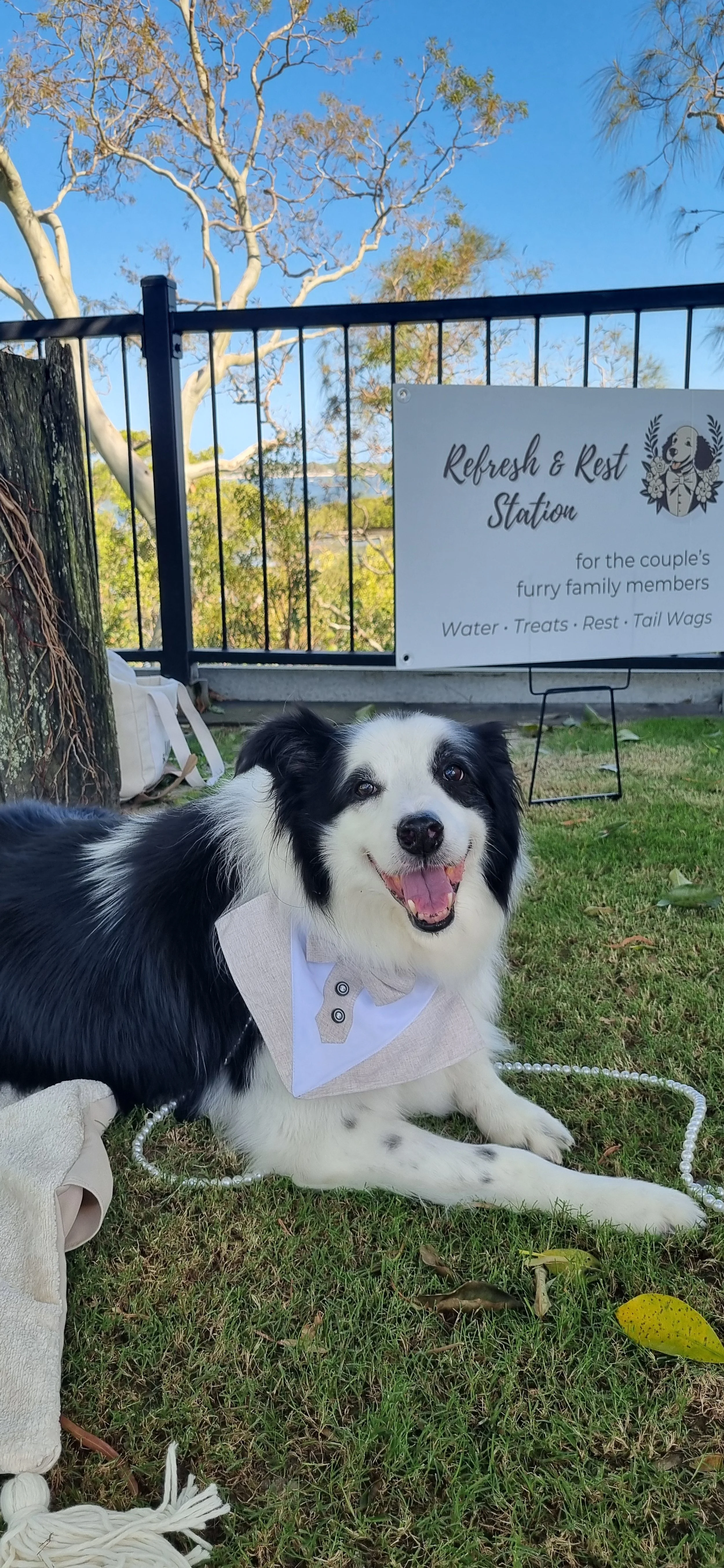 Border Collie at wedding ceremony at Sandstone Point Hotel