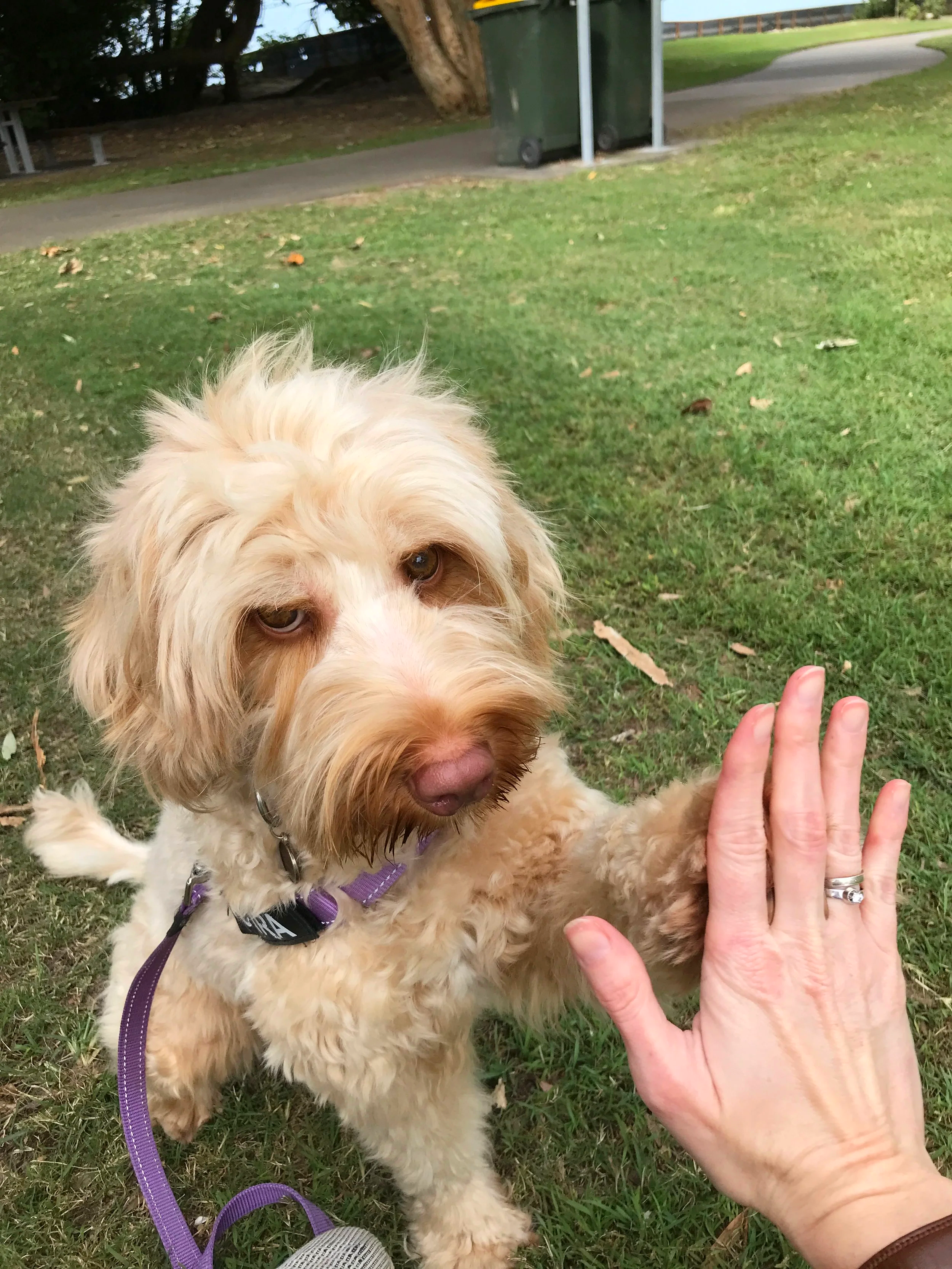 A light-colored, fluffy dog with brown eyes and a pink nose giving a high five to a person's hand in an outdoor park setting. The dog is on a purple leash and wears a collar, while the person is wearing rings on their fingers.