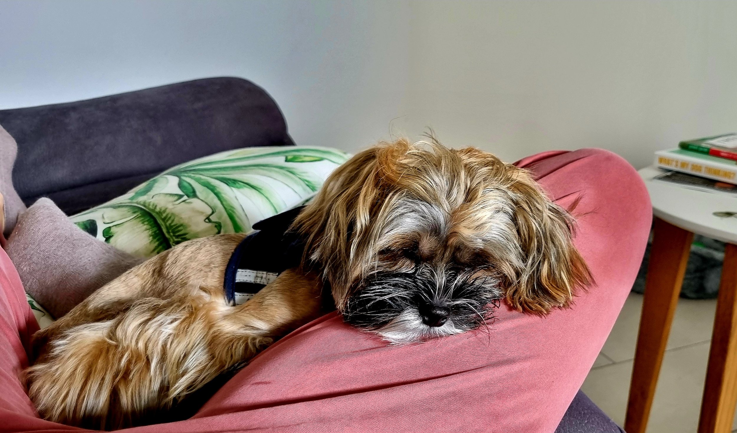 A Yorkshire Terrier cross with fluffy, tan and black fur resting on a pink couch, with a green and white patterned pillow behind it and a grey blanket nearby, in a cozy indoor setting.