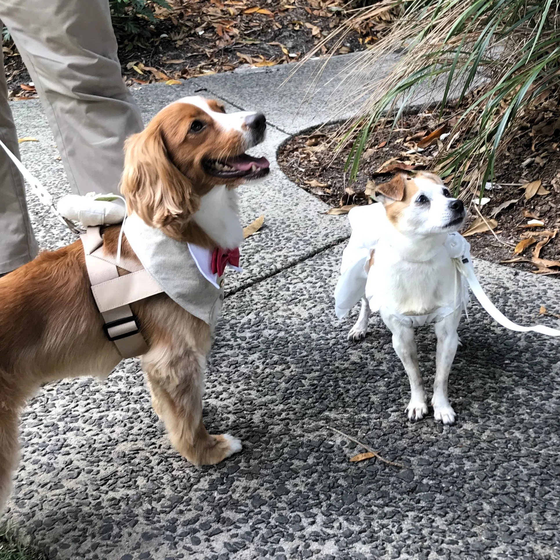 Dogs as ring bearers at Sunshine Coast wedding ceremony