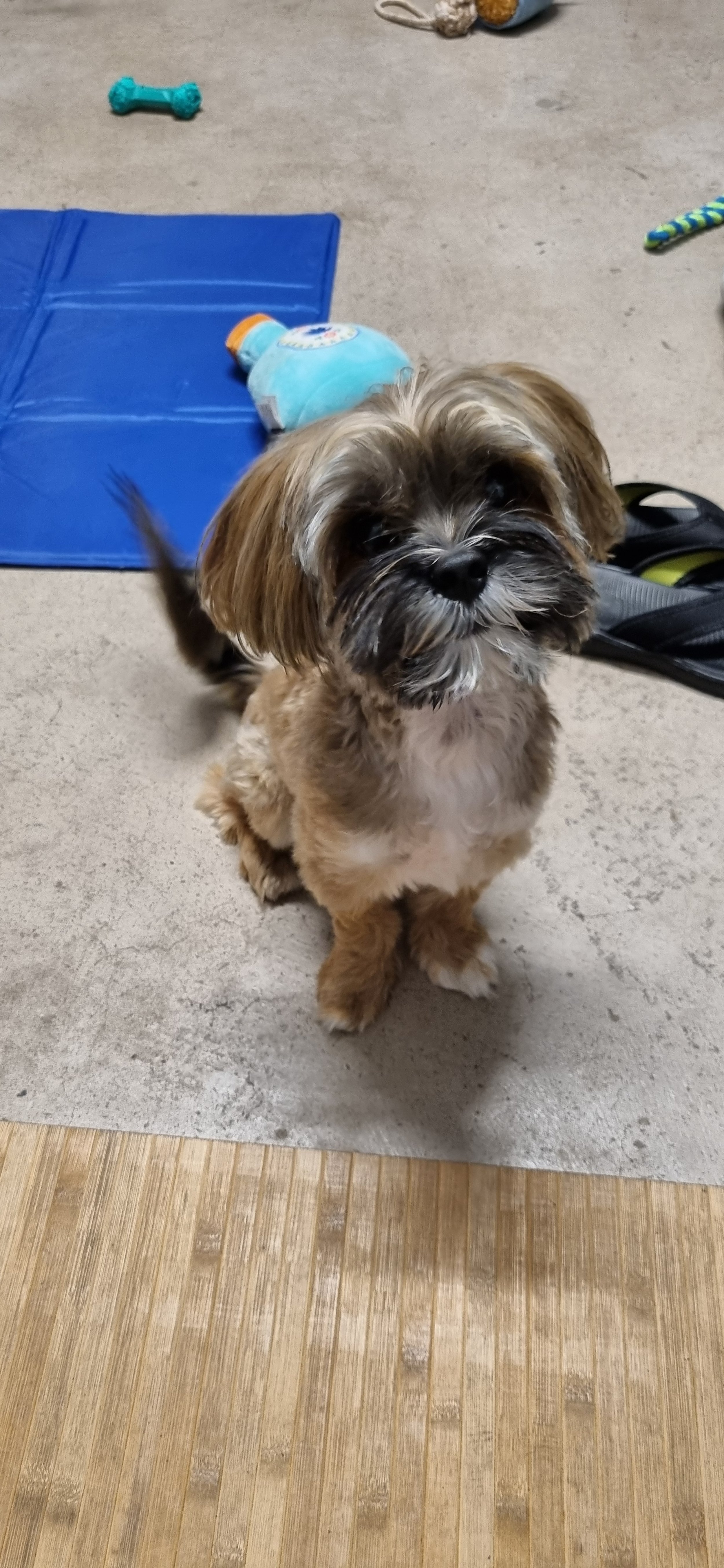 Yorkshire Terrier during at-home care Bokarina