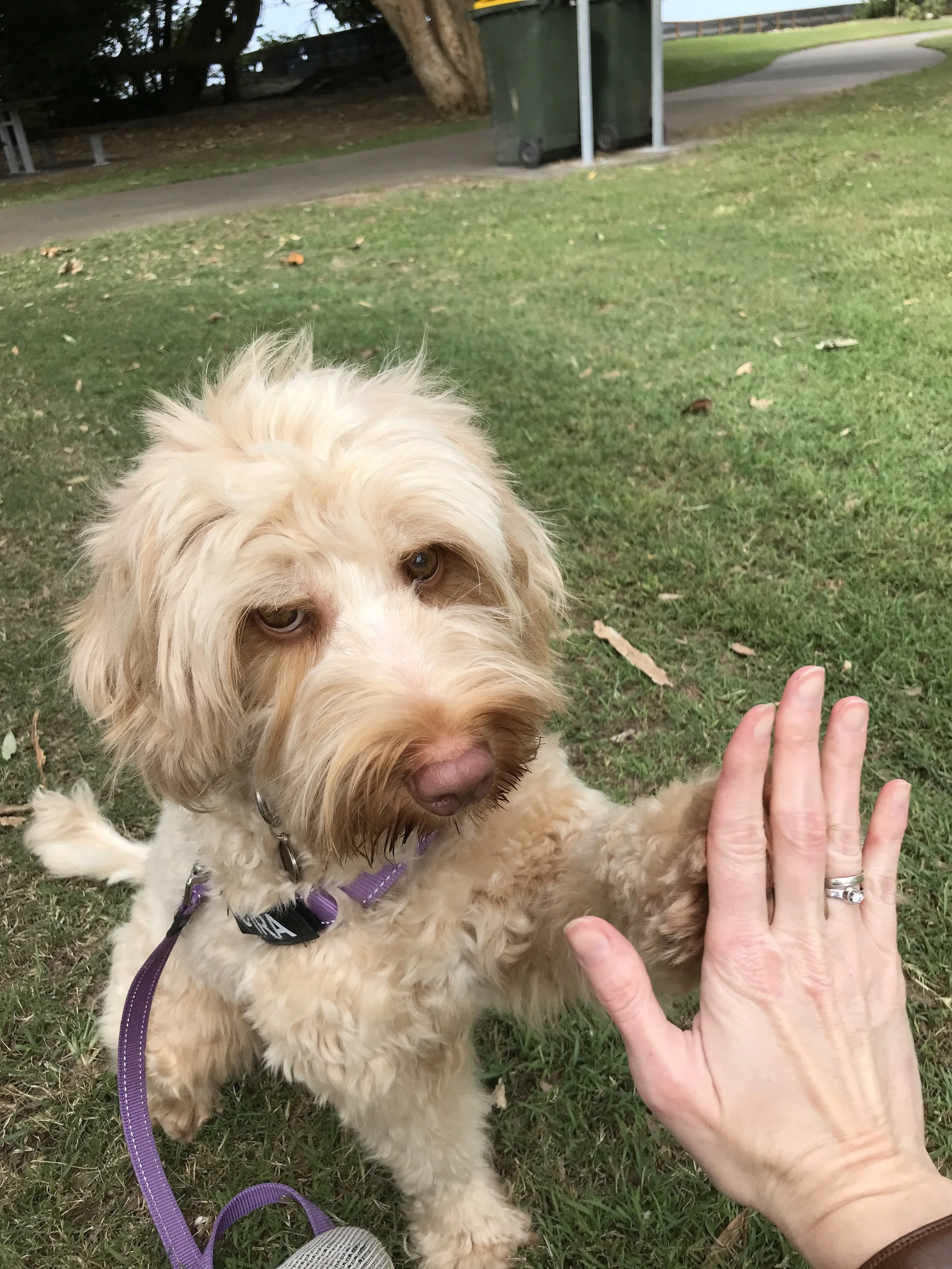 Labradoodle giving high five during enrichment session Sunshine Coast