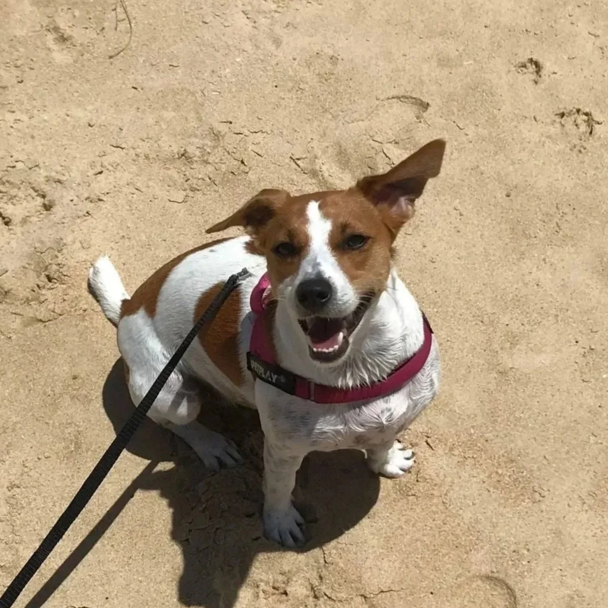 Jack Russell enjoying a swim at the beach Wurtulla