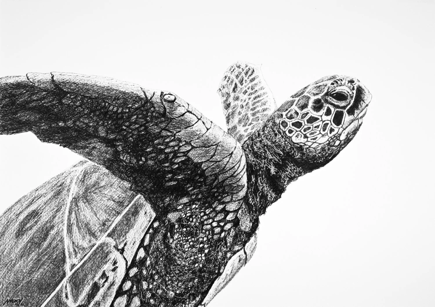 turtle-web.jpg