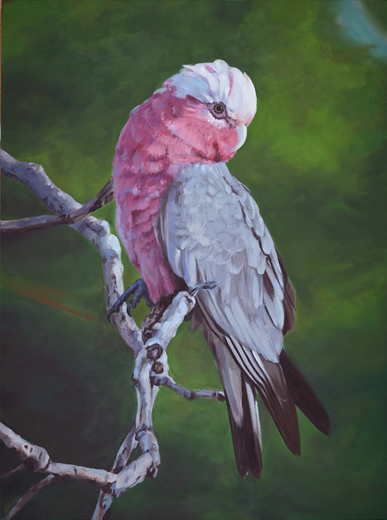 Blush-Galah-Web.jpg