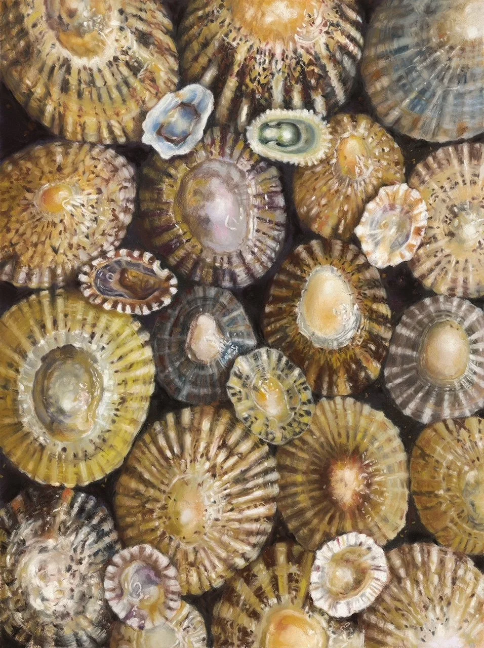 Desley Stewart - Limpet Collection.jpg