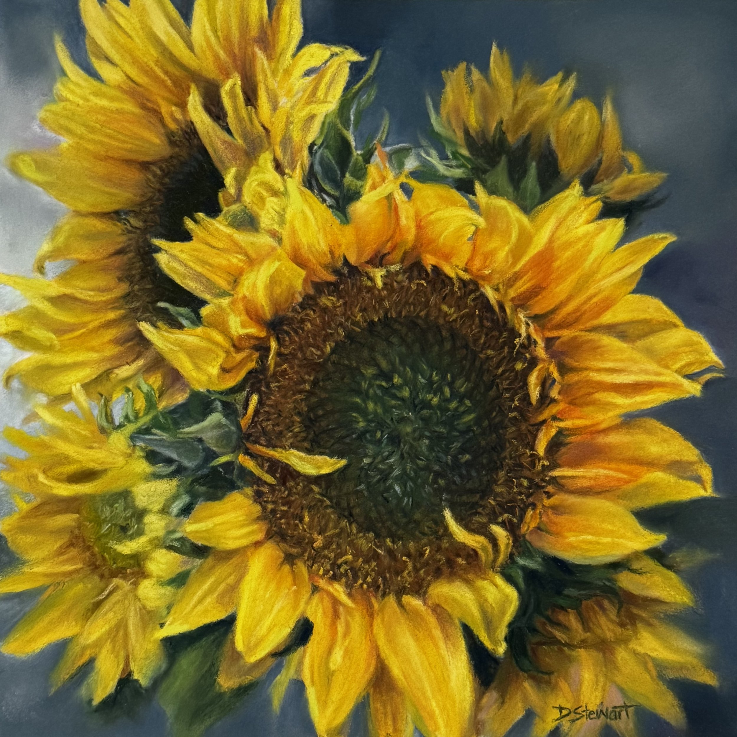 Desley Stewart Sunflower Glow.jpg