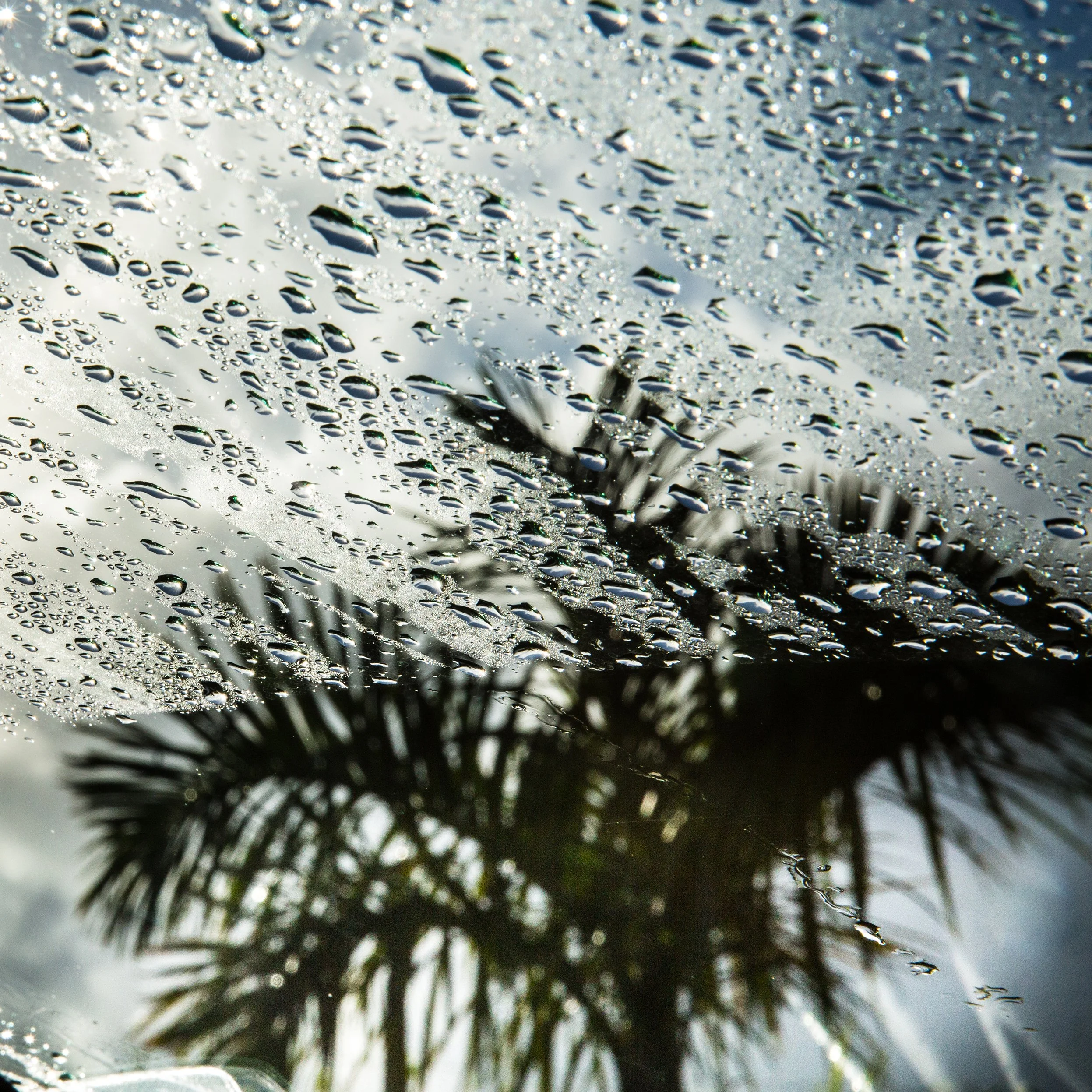 in Mauritius, into the car photo, Close-up of water droplets on a glass surface with sunlight reflecting off them, showing a blurred background of plants and sky.