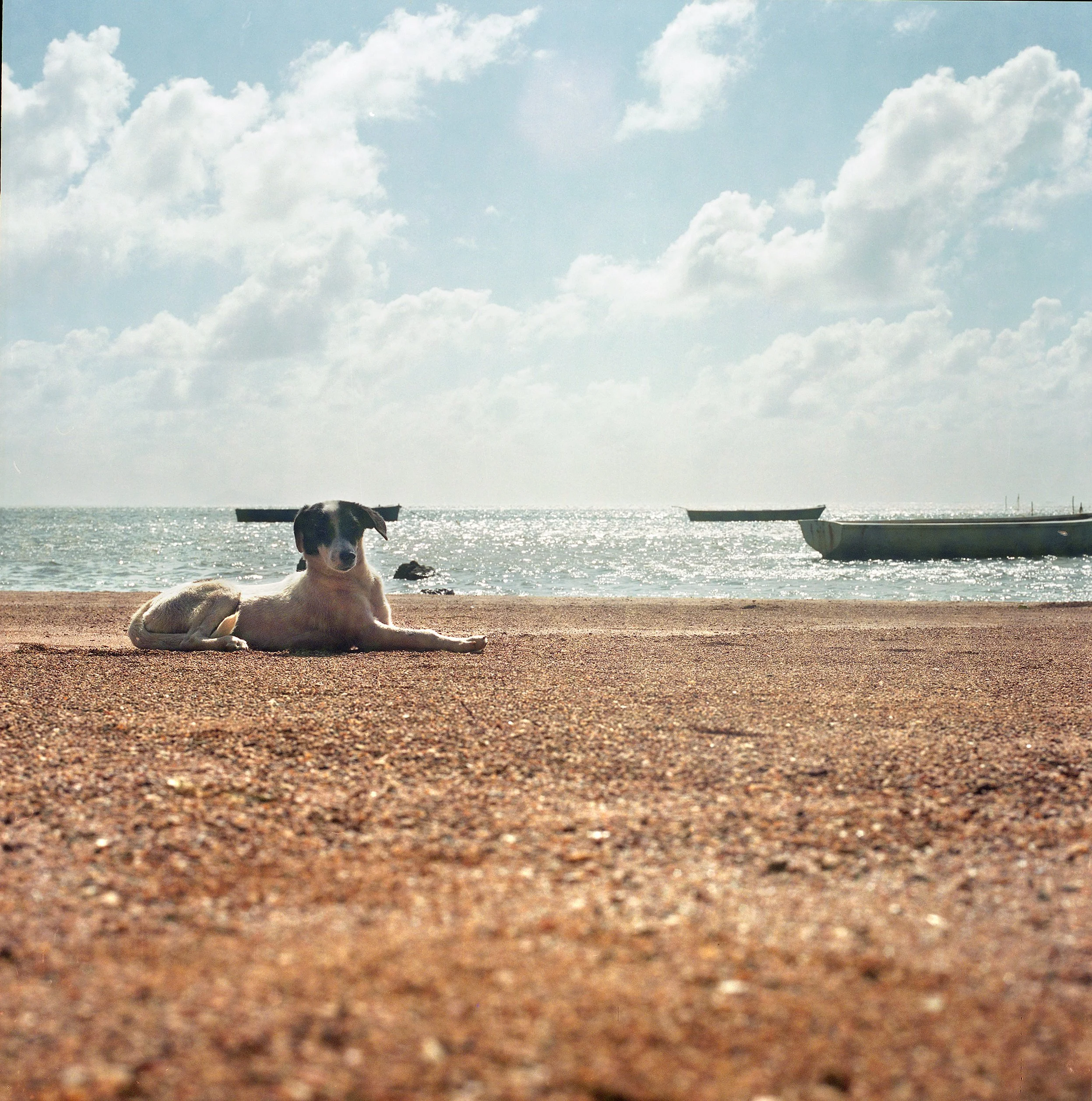 A dog lying on a sandy beach near the water, with boats floating on the ocean and clouds in the sky.