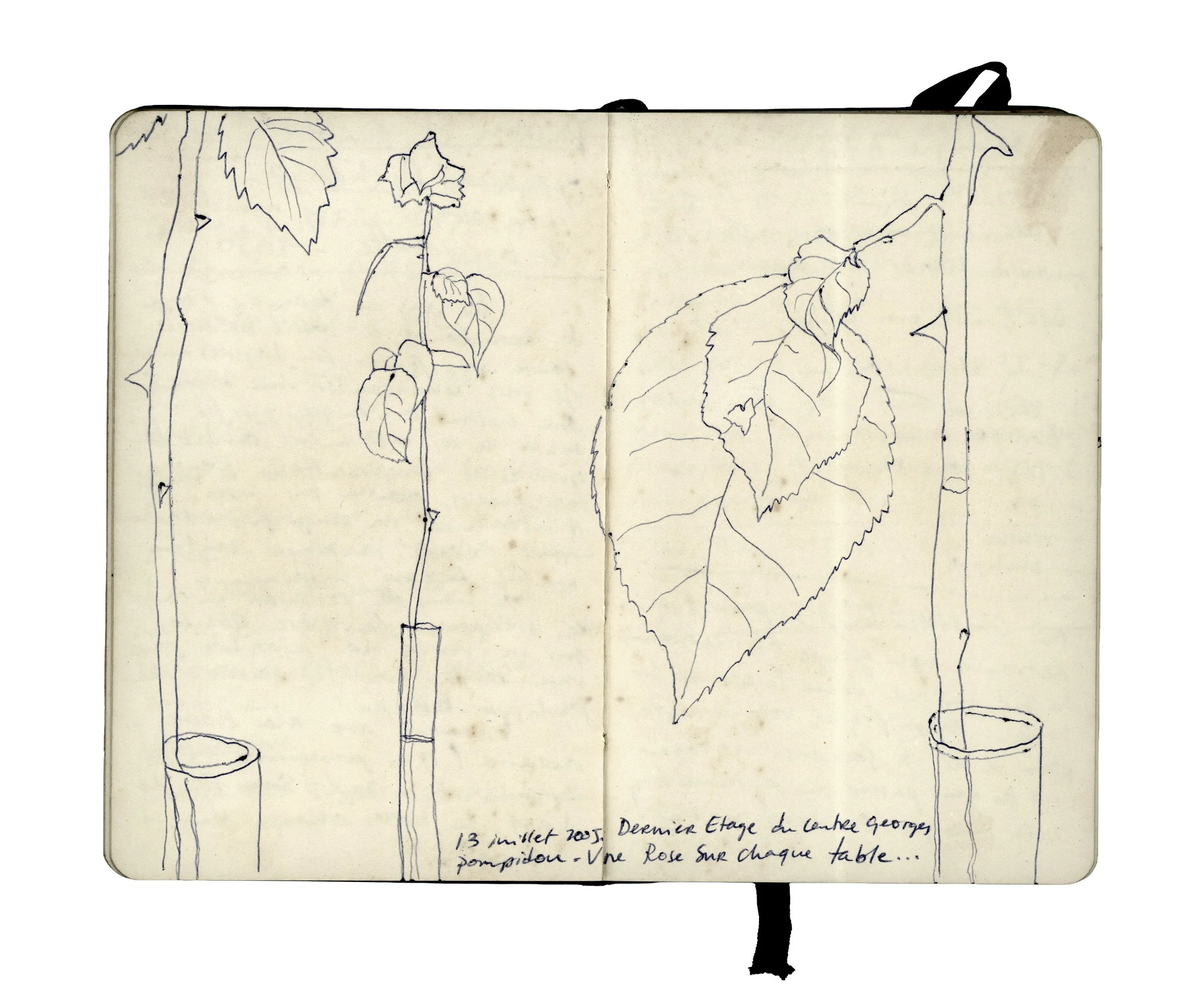 Sketch of leaves in vases, with handwritten notes in French at the bottom.