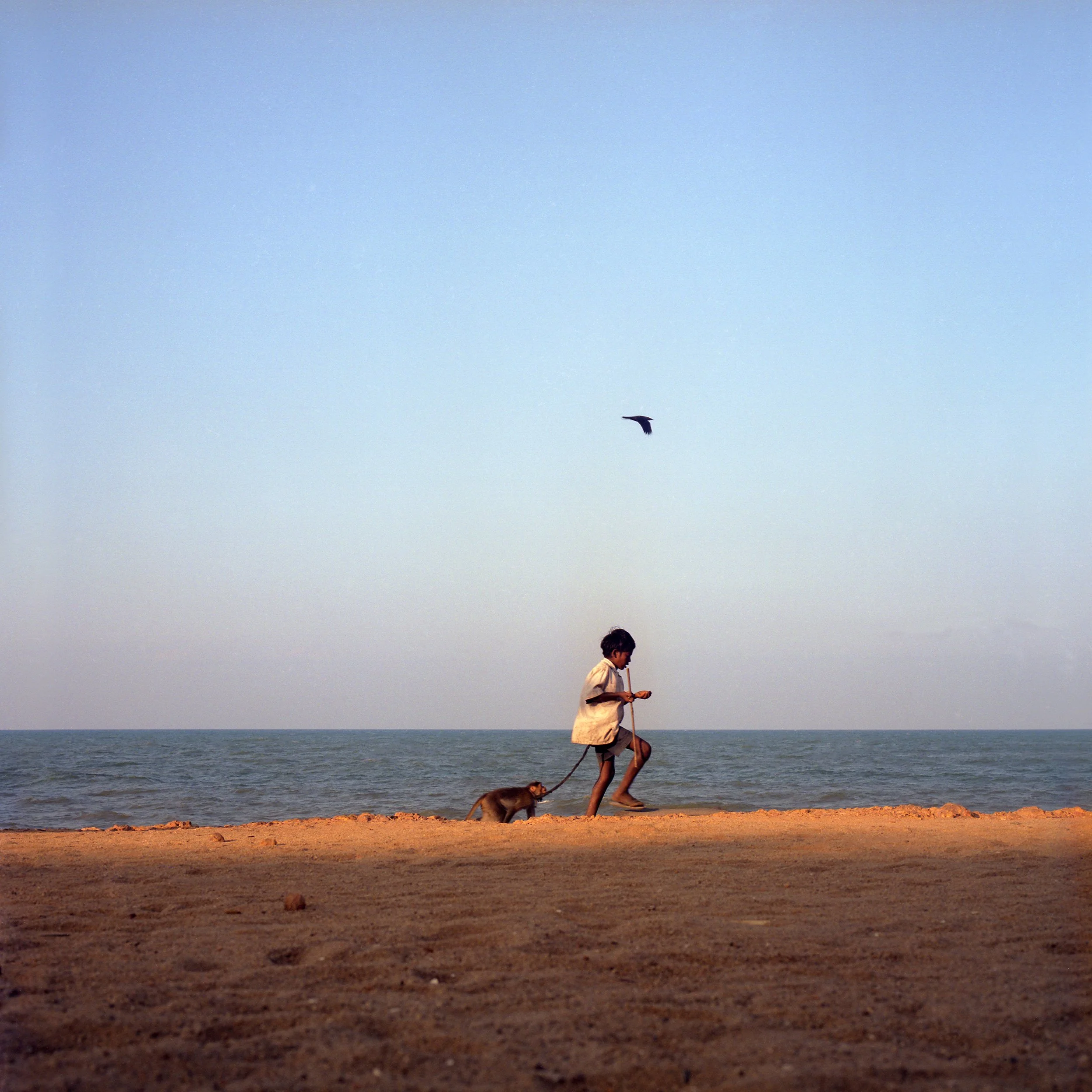 A boy walking a dog along a sandy beach with the ocean in the background, a bird flying in the sky above.