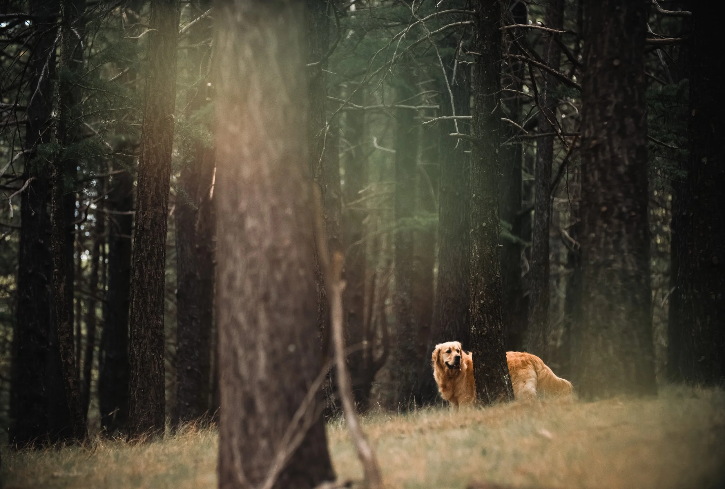 Dog photoshoot in Canberra park during sunset