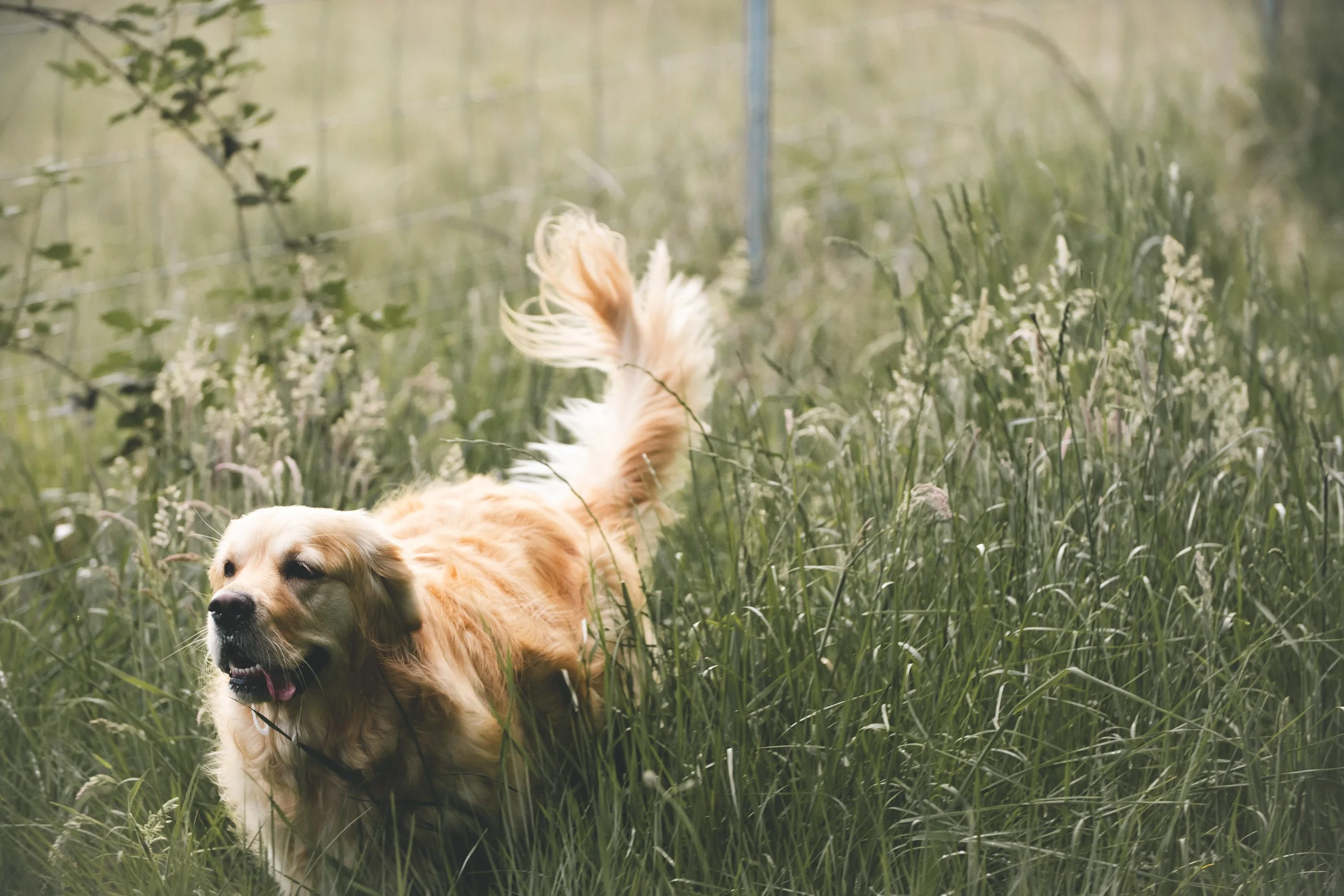 dog-photographer-canberra.jpg