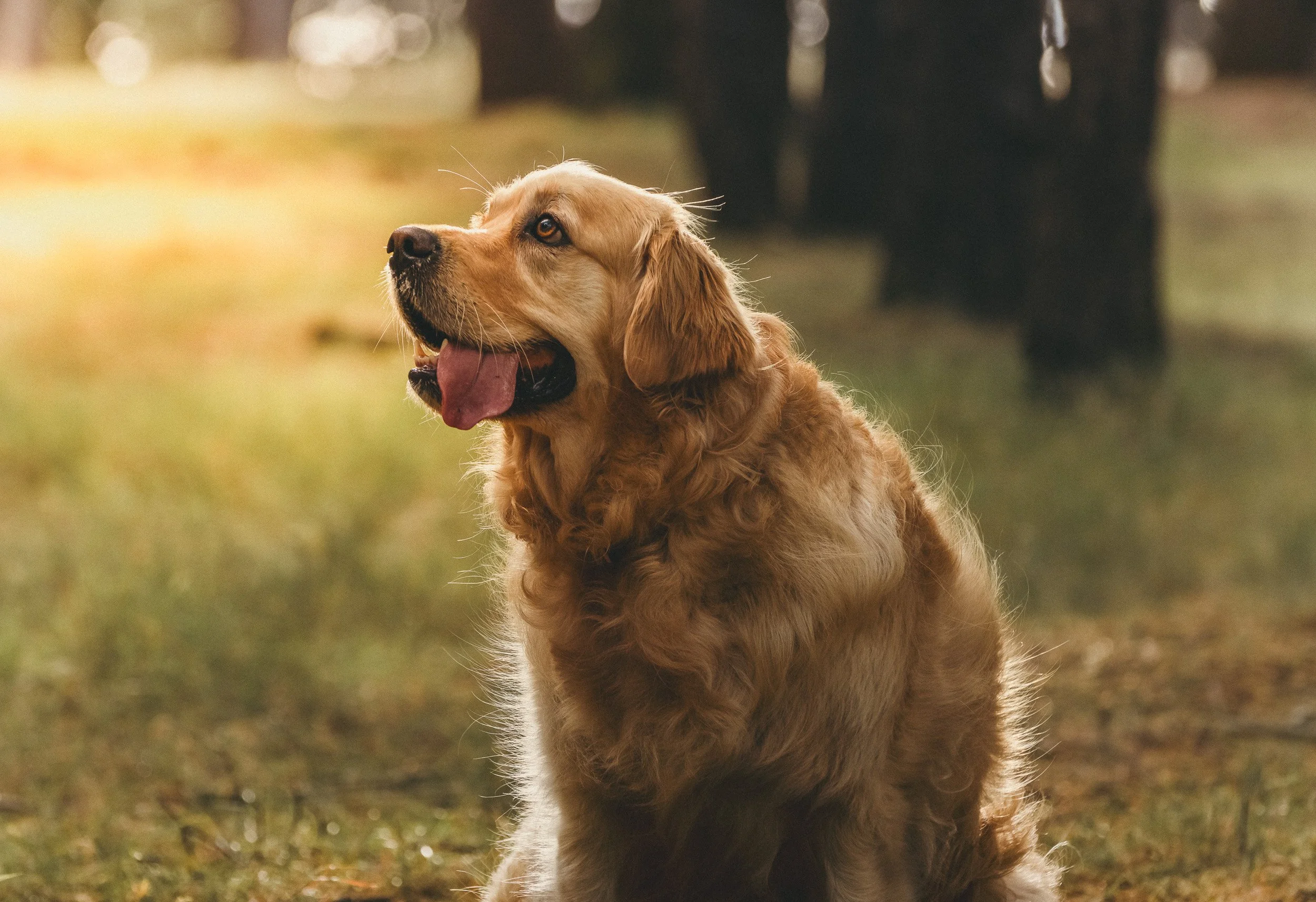 natural-pet-photography-canberra.jpg