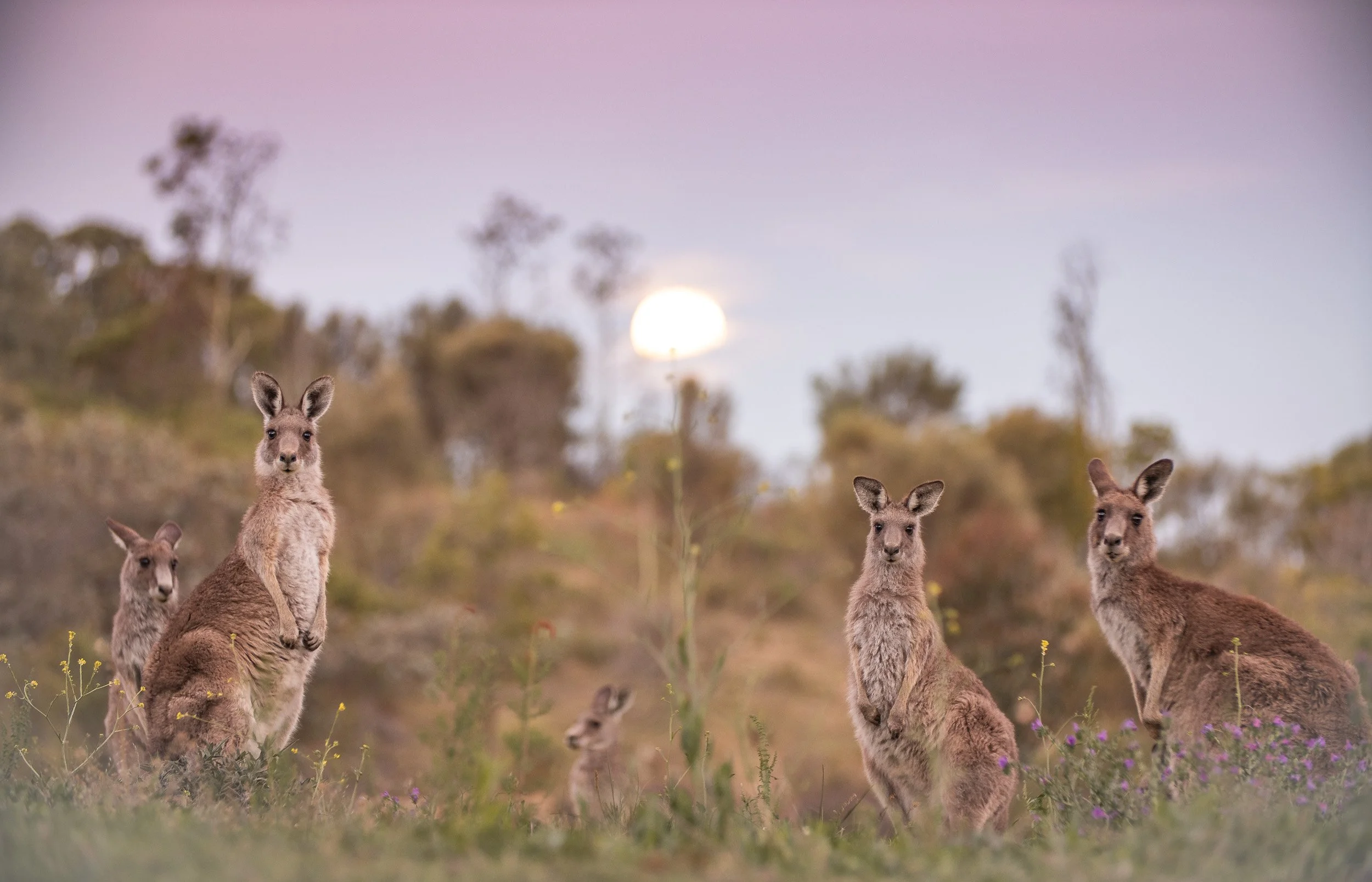 nature-photography-australia-kangaroo.jpg