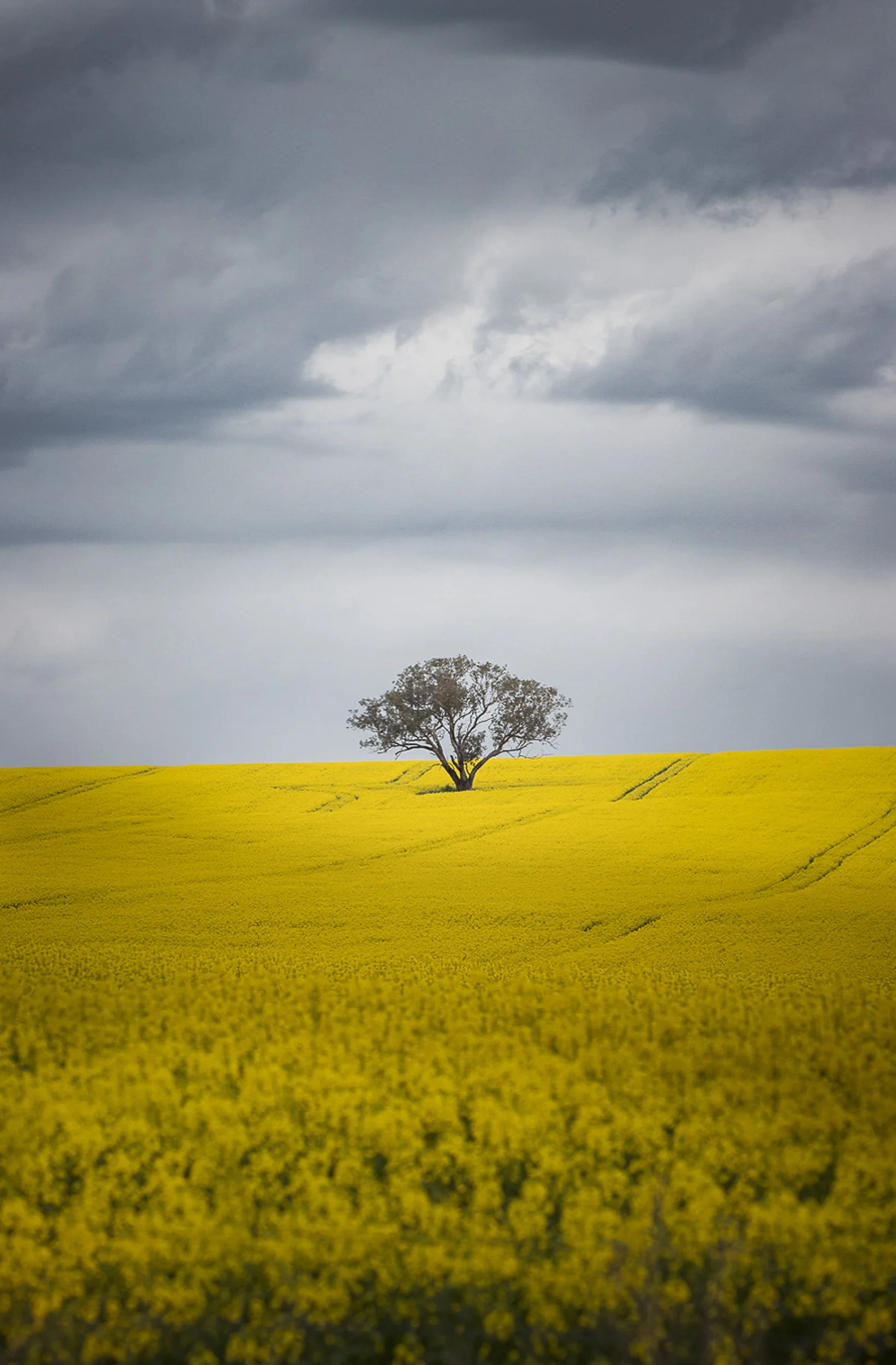canola-fields.jpg