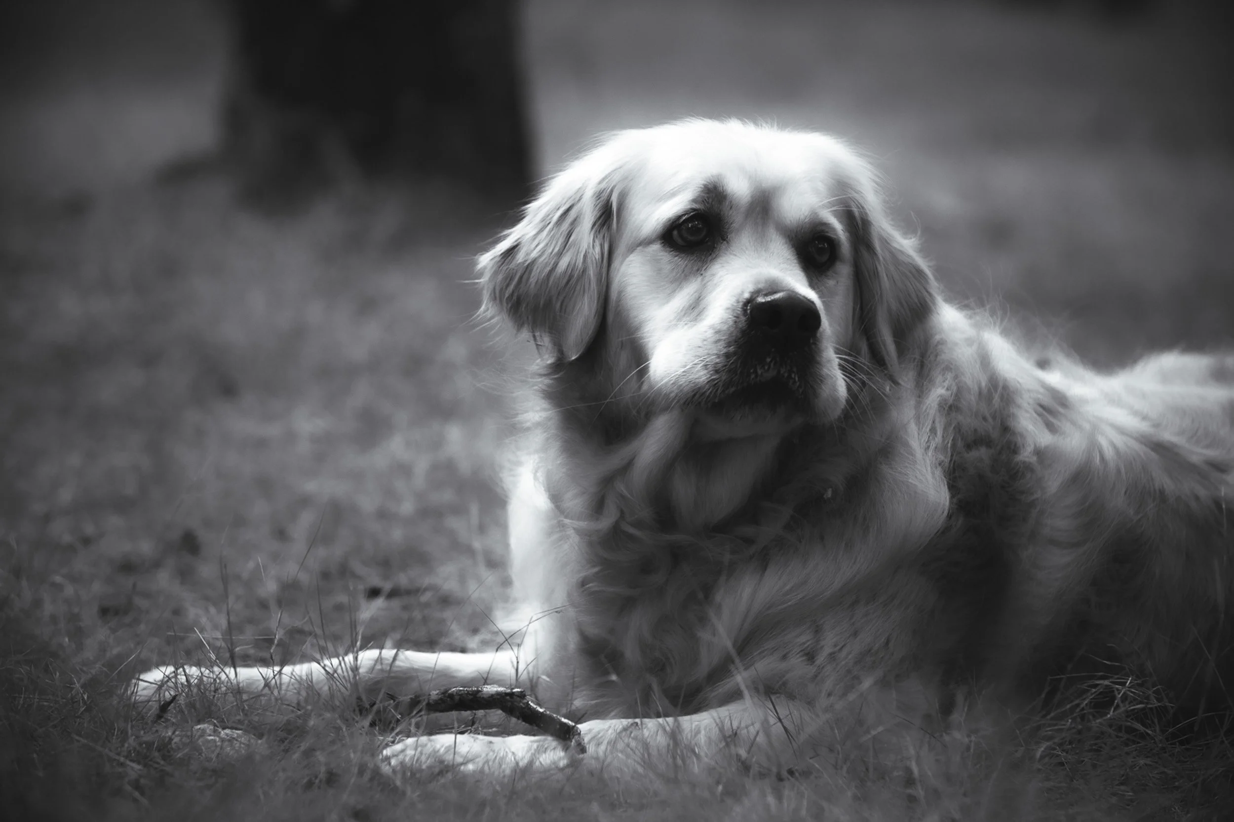 candid-pet-photography-canberra.jpg