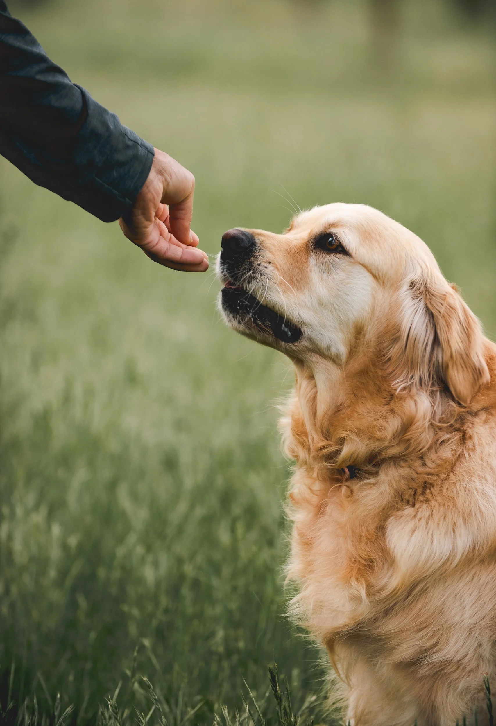 canberra-pet-photographer.jpg