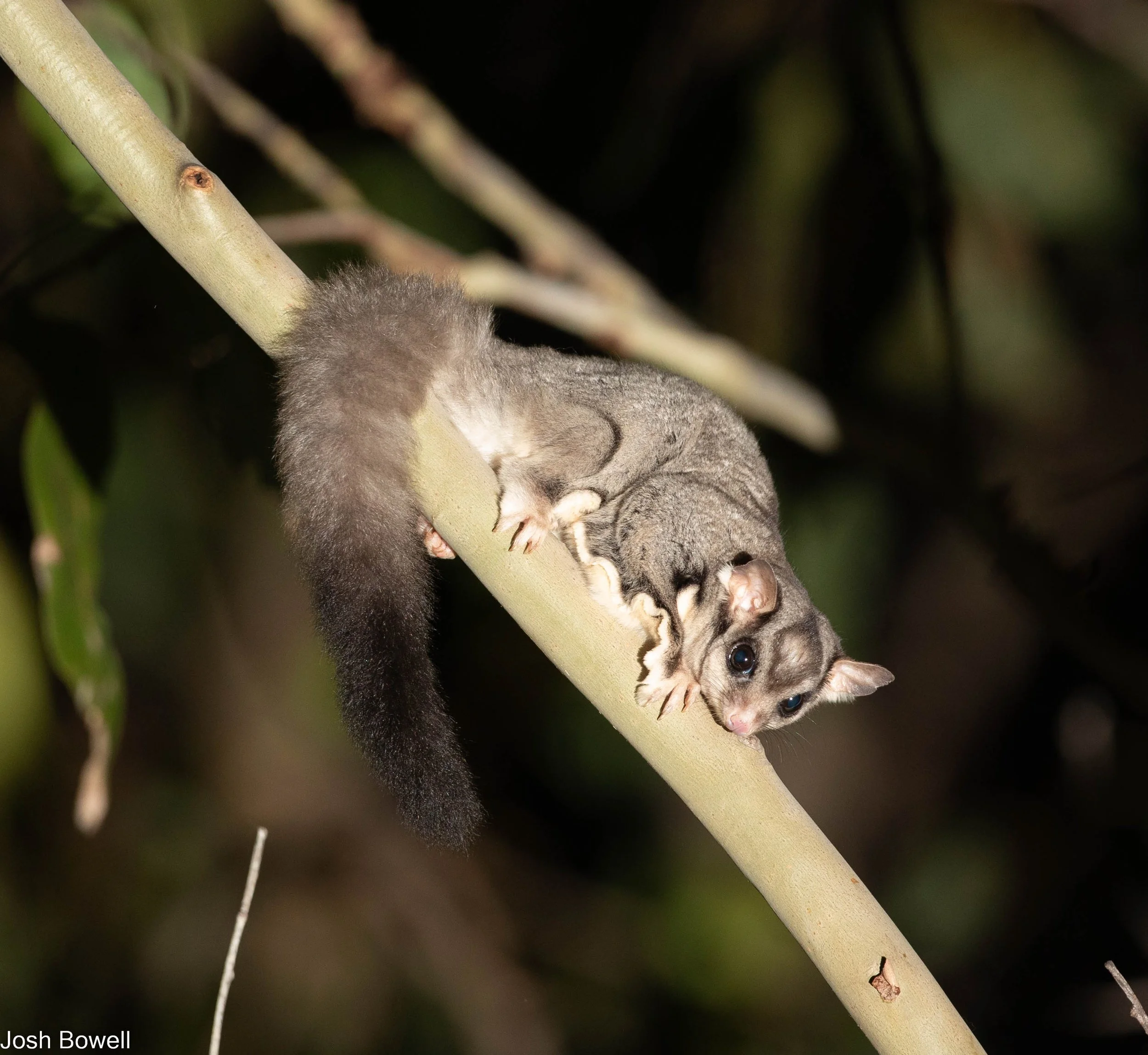 A small, Sugar Glider with large eyes and ears clinging to a thin tree branch in a dark, leafy environment.
