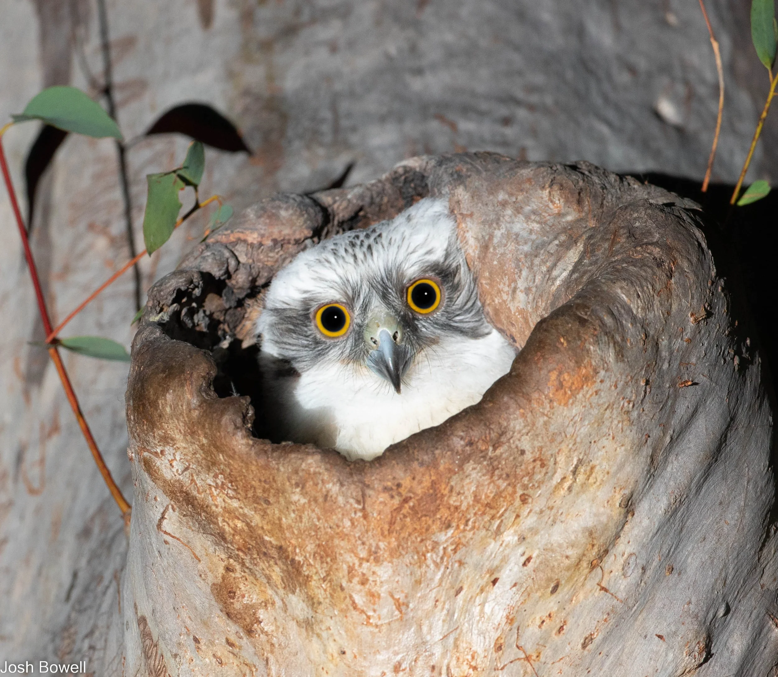 An owl peeking out from a tree hollow with a gray and white face and large yellow eyes.