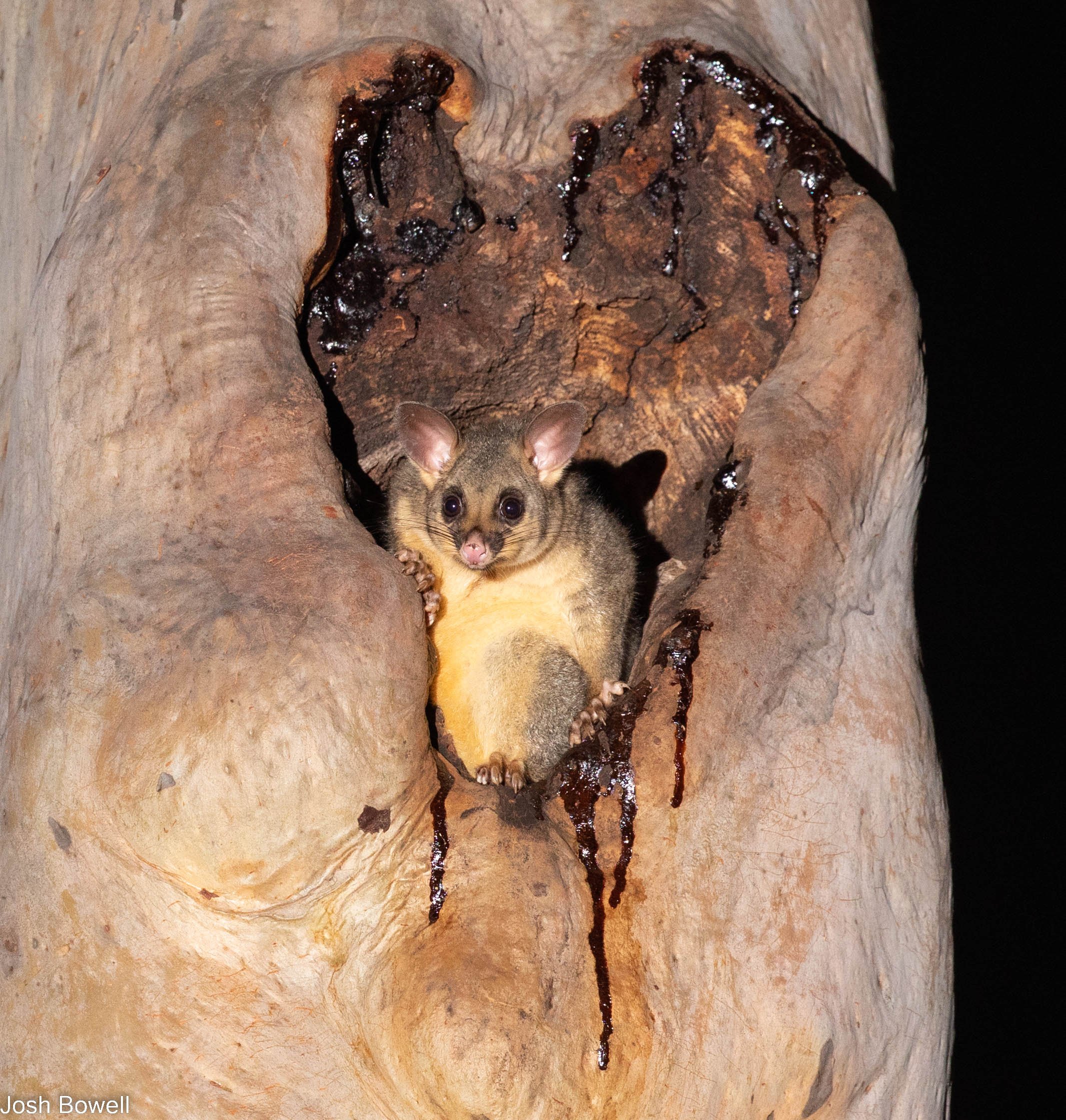 A Brushtail Possum emerging from it's hollow as the sun goes down.