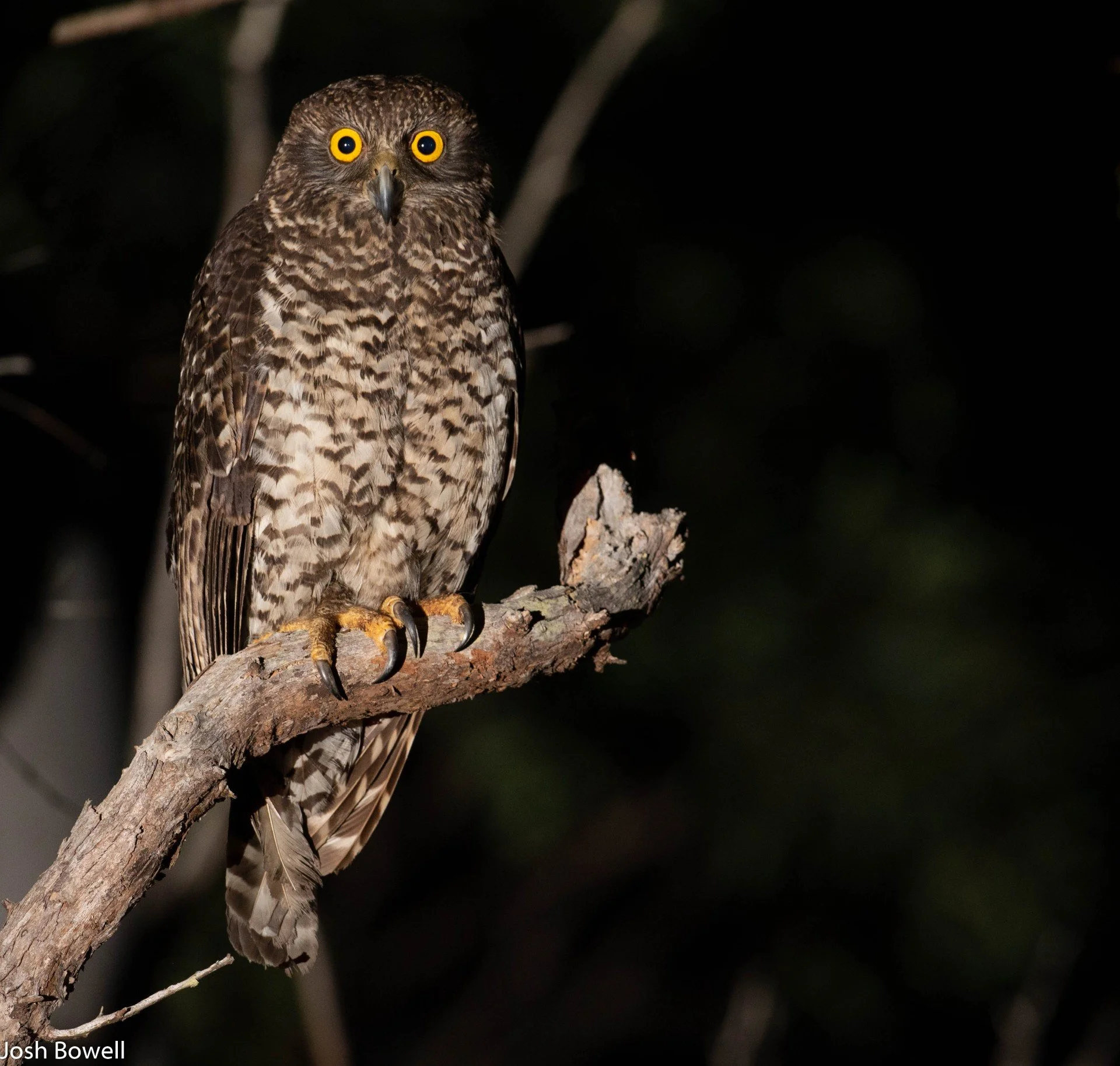 A brown and white speckled owl with yellow eyes perched on a tree branch against a dark background.