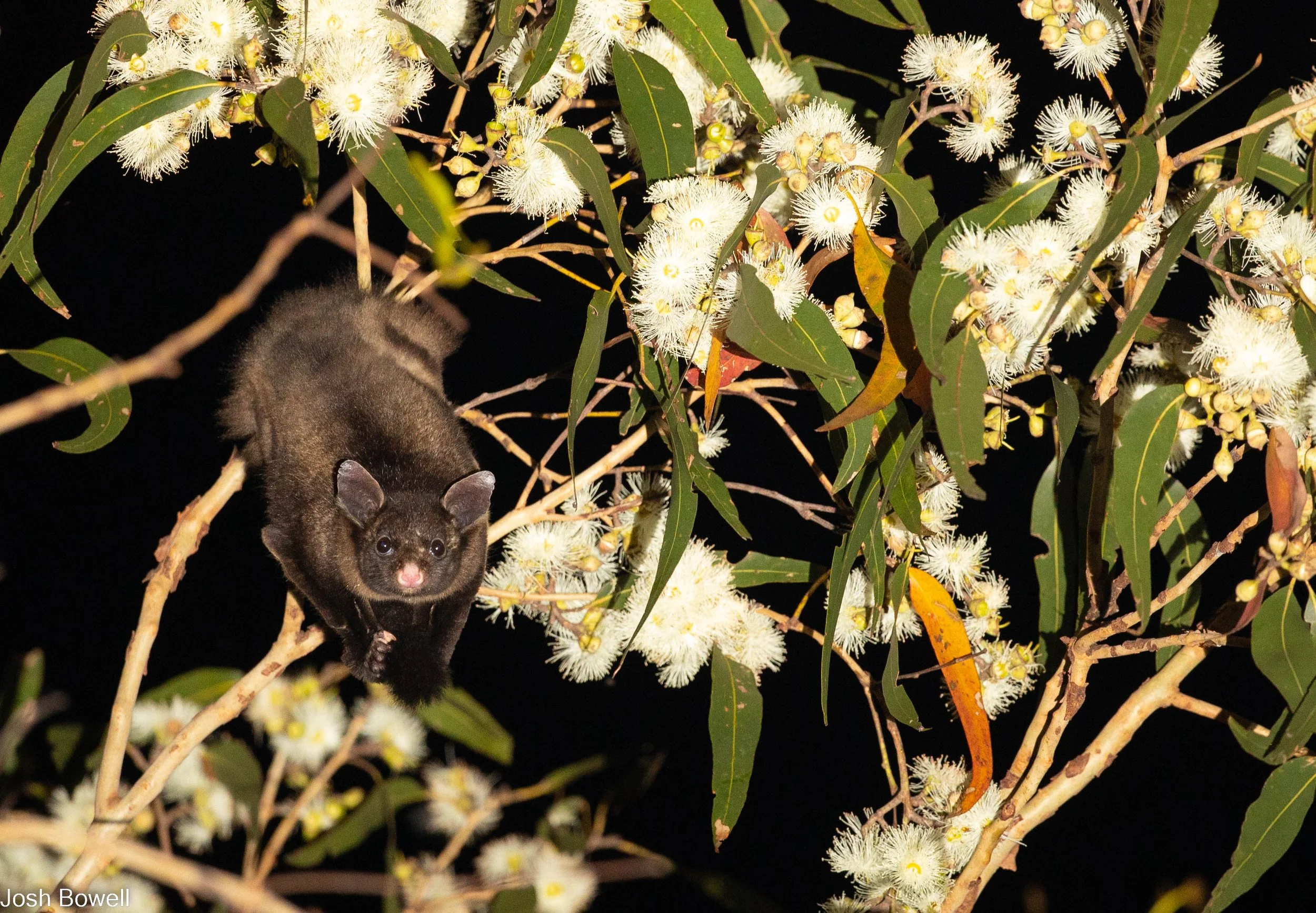 A black glossy possum hanging on a eucalyptus tree branch with white fluffy flowers and green leaves at night