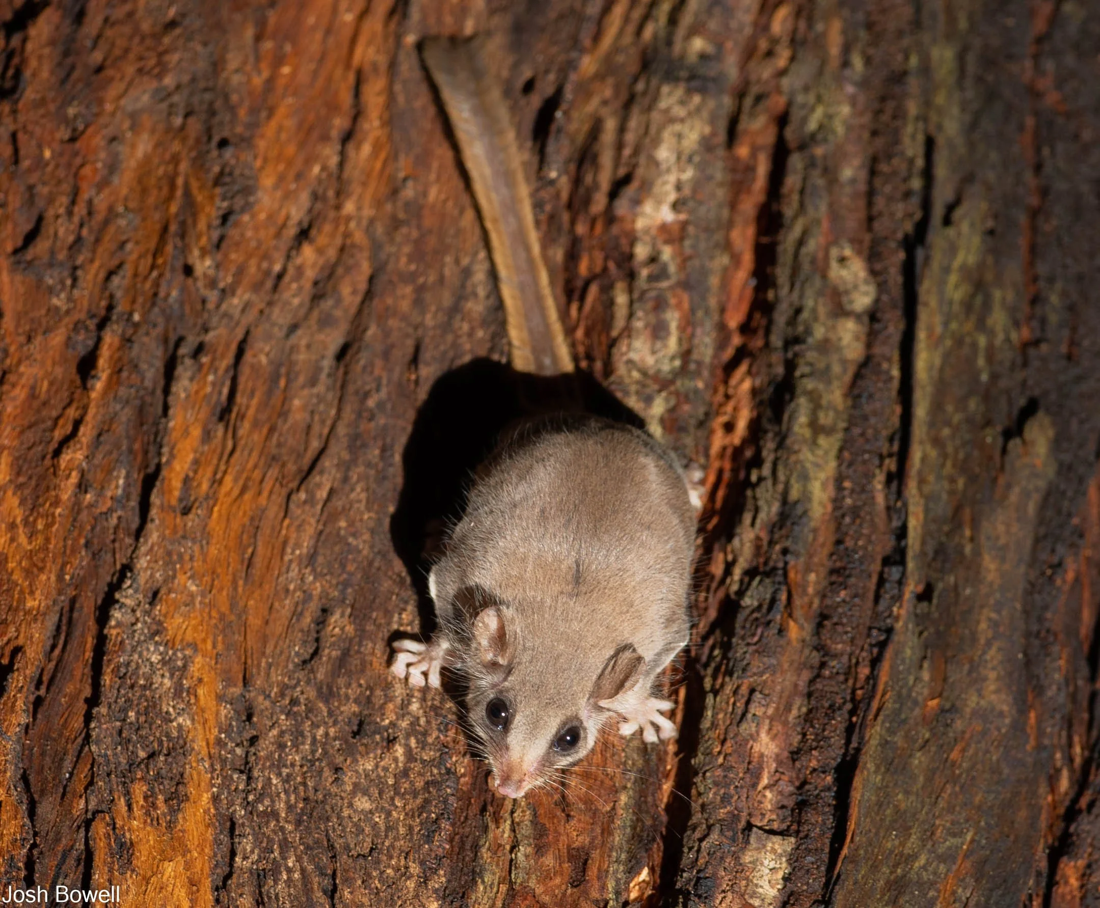 A small, mouse-like animal with light brown fur and large black eyes, climbing a tree trunk with rough, brown bark.