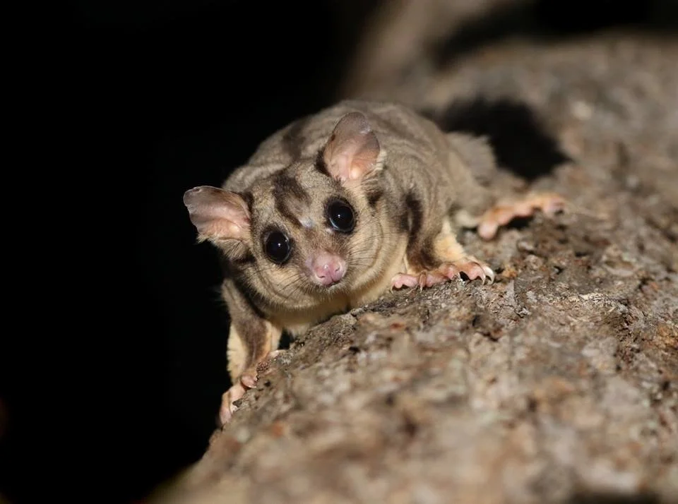 Close-up of a small sugar glider with big black eyes, pink nose, and soft fur, perched on a rough tree bark, dark background.