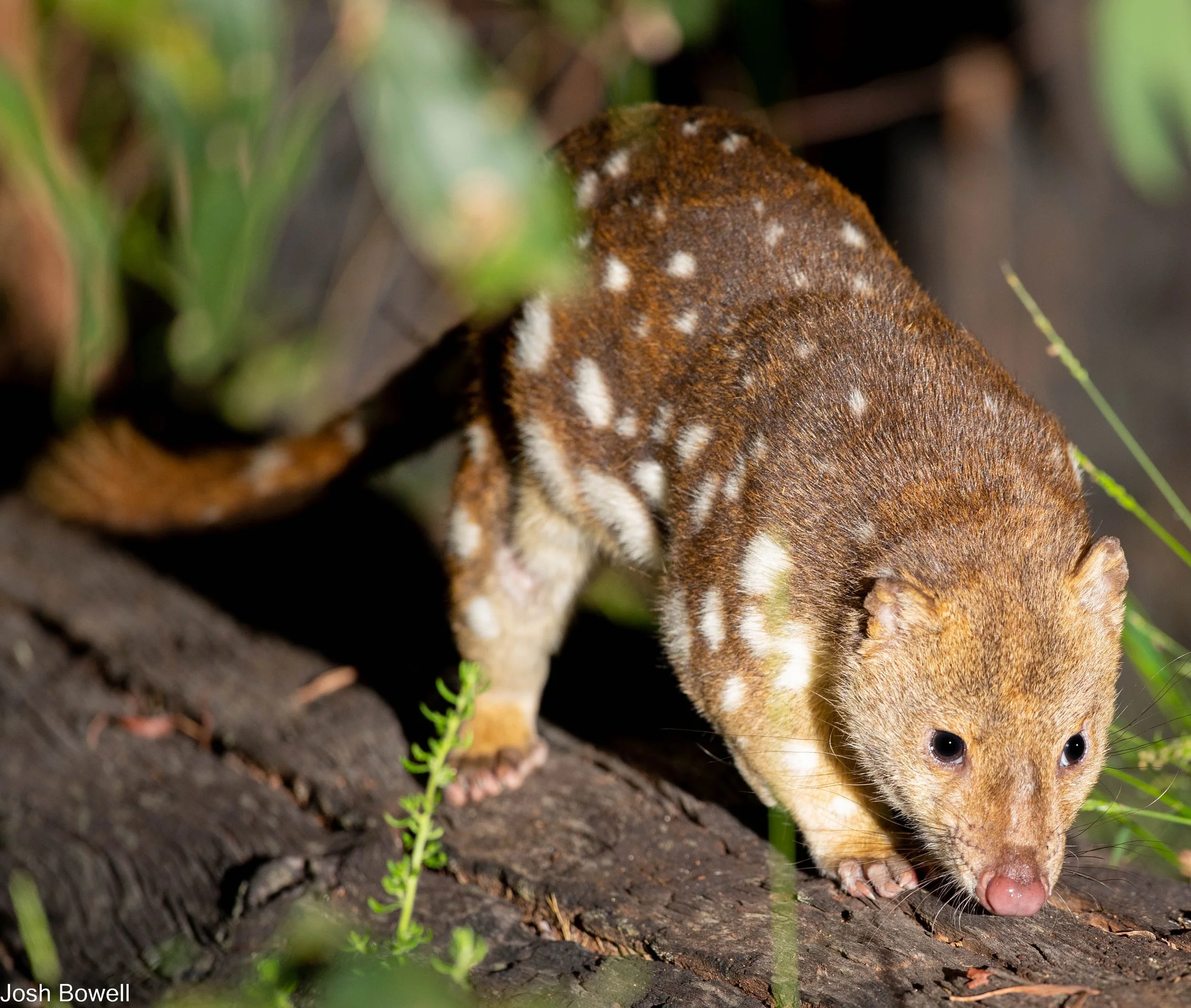 A small animal, likely a marten or a similar creature, walking on a log with dense foliage in the background.