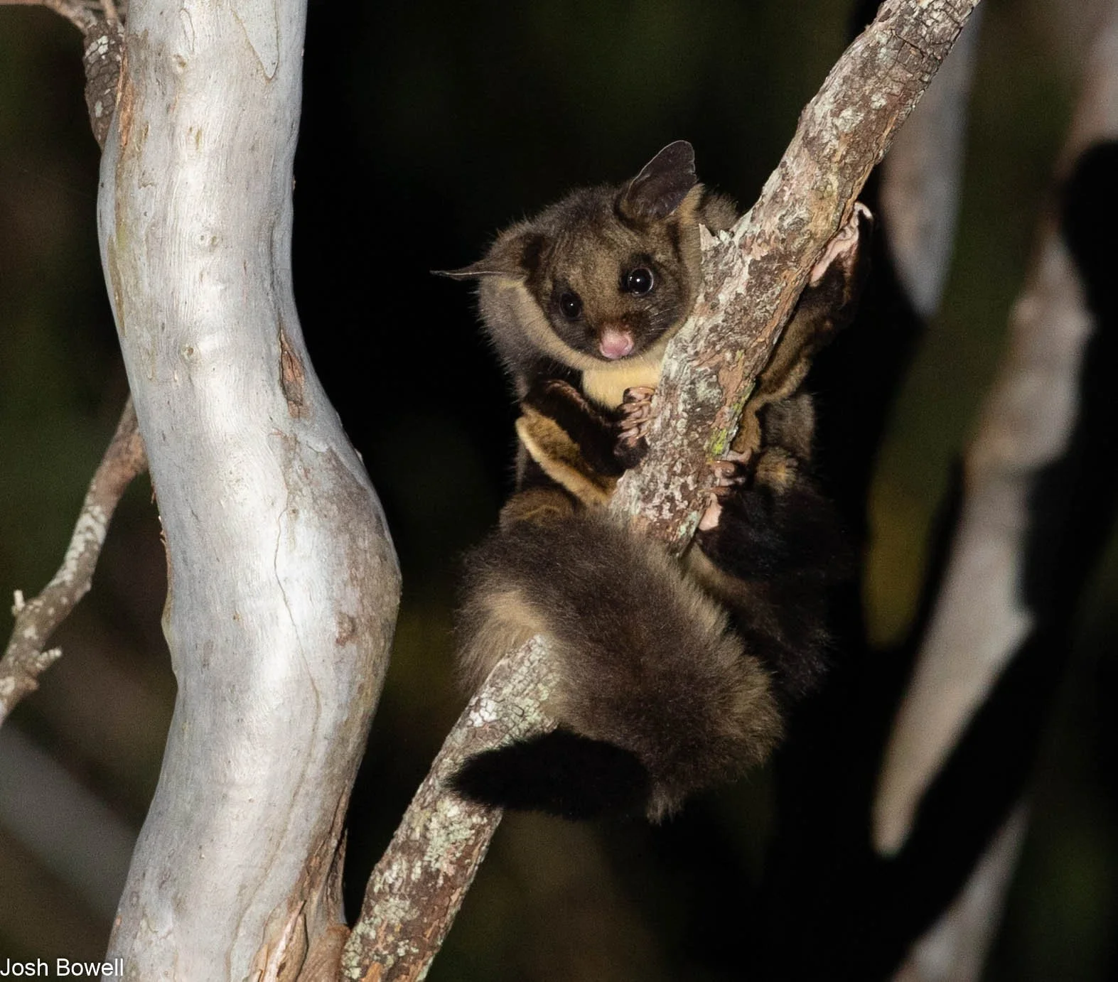 A sayan monkey with a black and yellow coat sitting on a tree branch at night, looking at the camera with wide eyes.