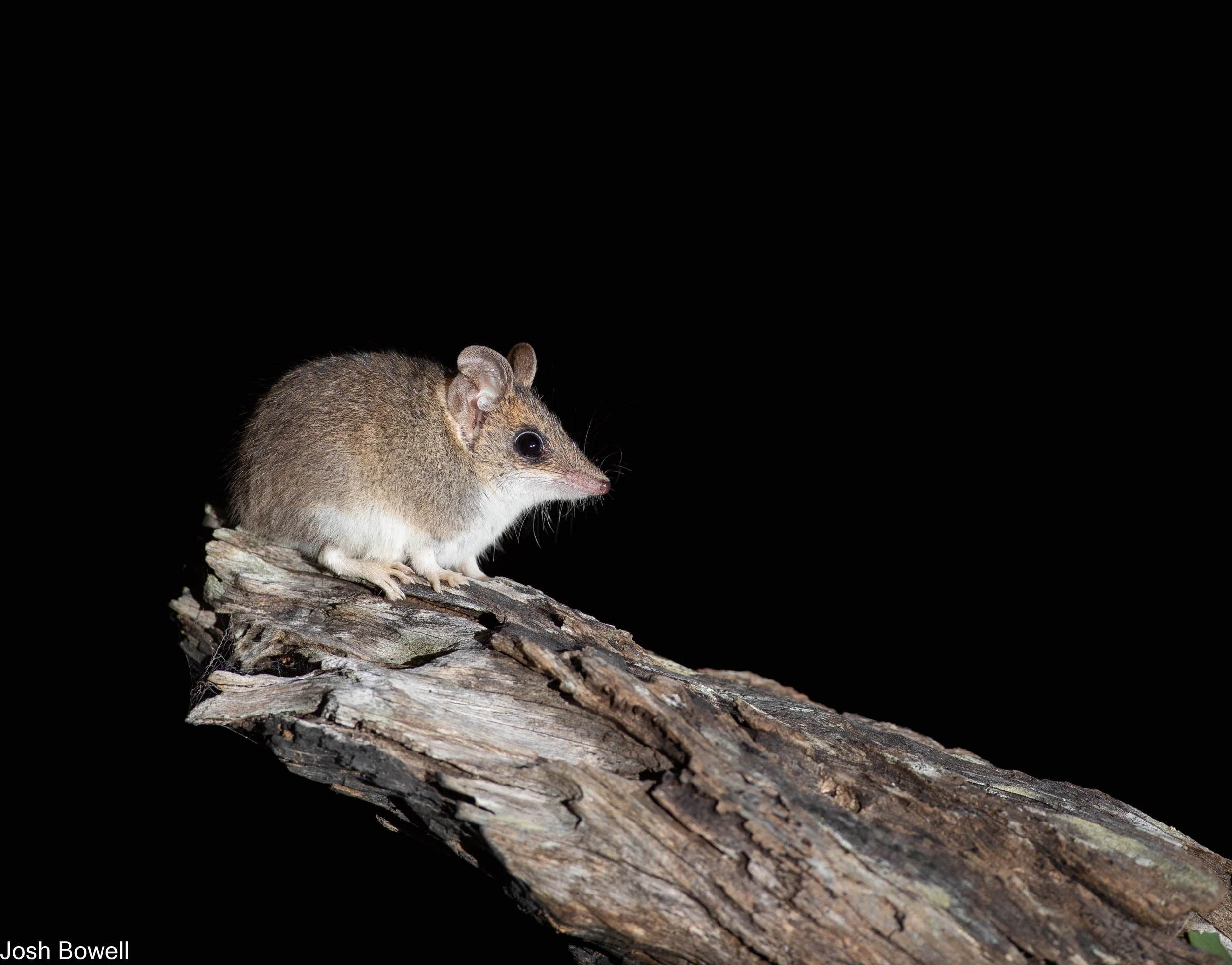 A rarely encountered Dunnart with a white underside perched on a piece of weathered wood against a black background.