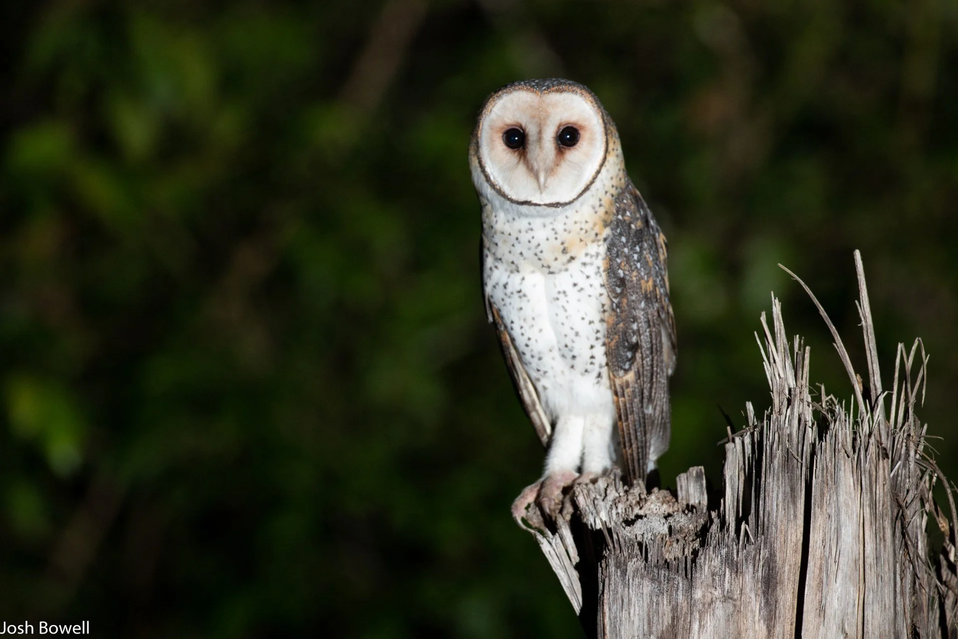A barn owl perched on a weathered tree stump at night with a dark green blurred background.