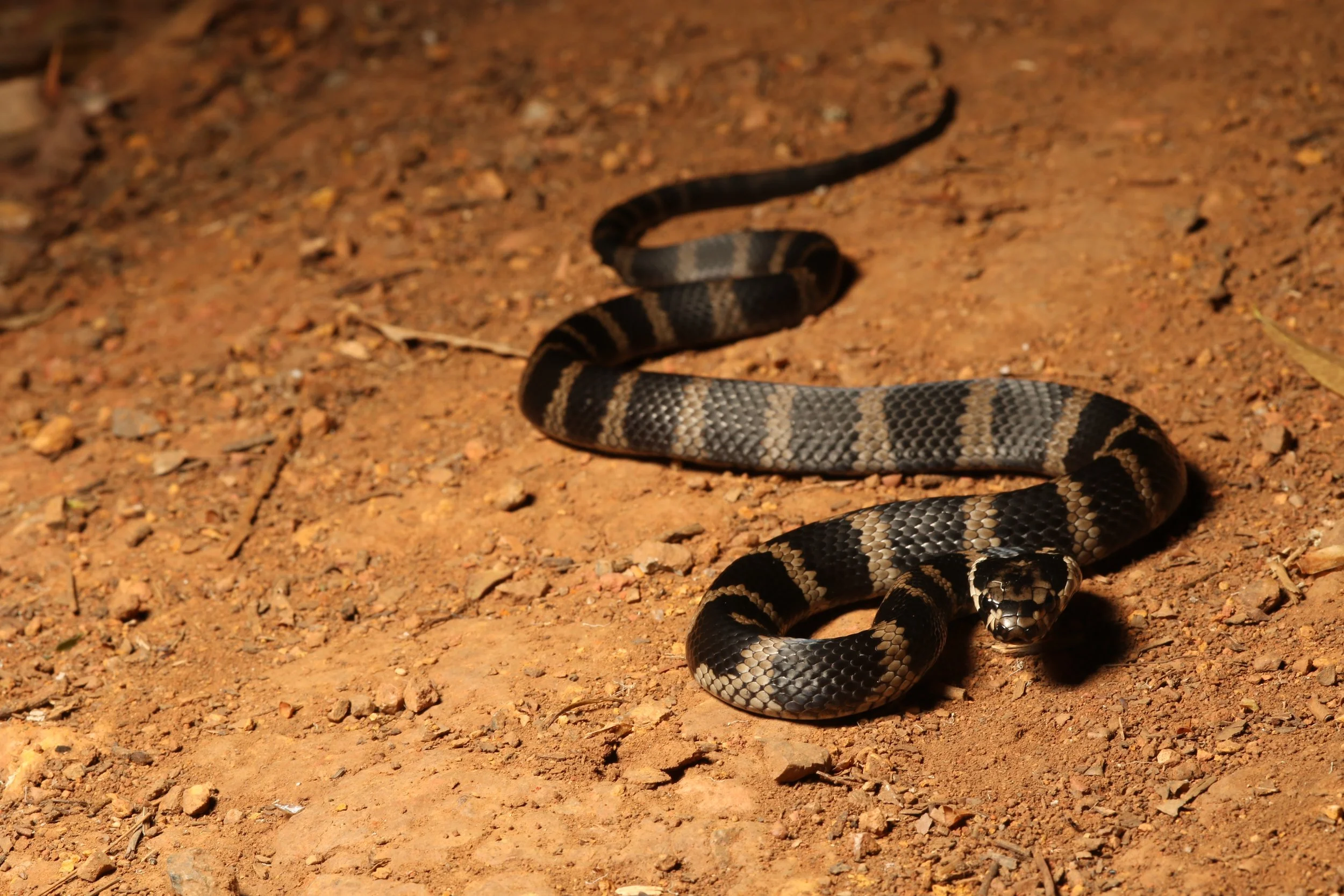 A snake with black and tan striped pattern on the ground with reddish dirt and small rocks.