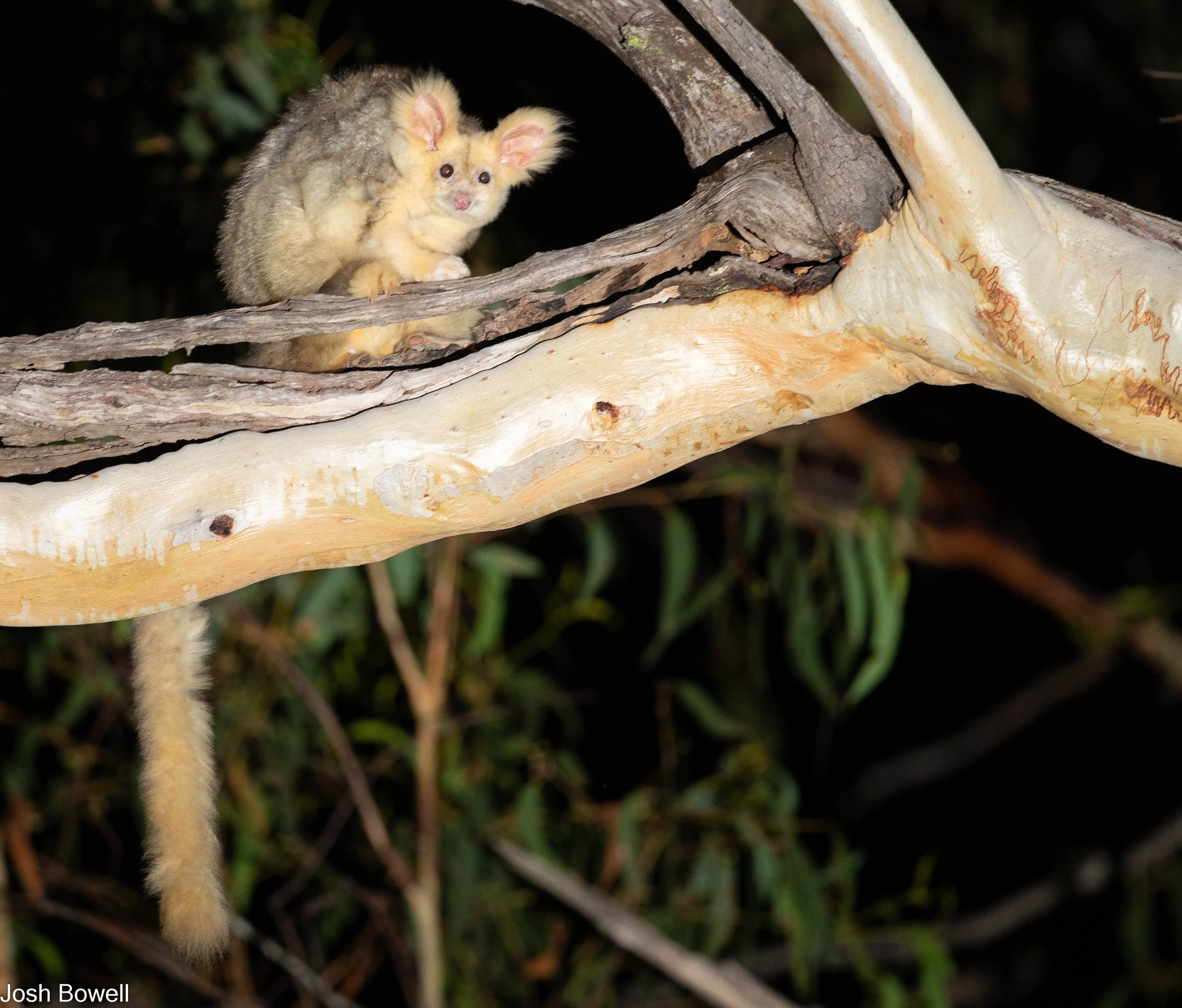 A furry creature with the body of a small mouse and the face of a koala, perched on a tree branch at night. The creature has large ears, wide eyes, and a long tail hanging down from the branch.