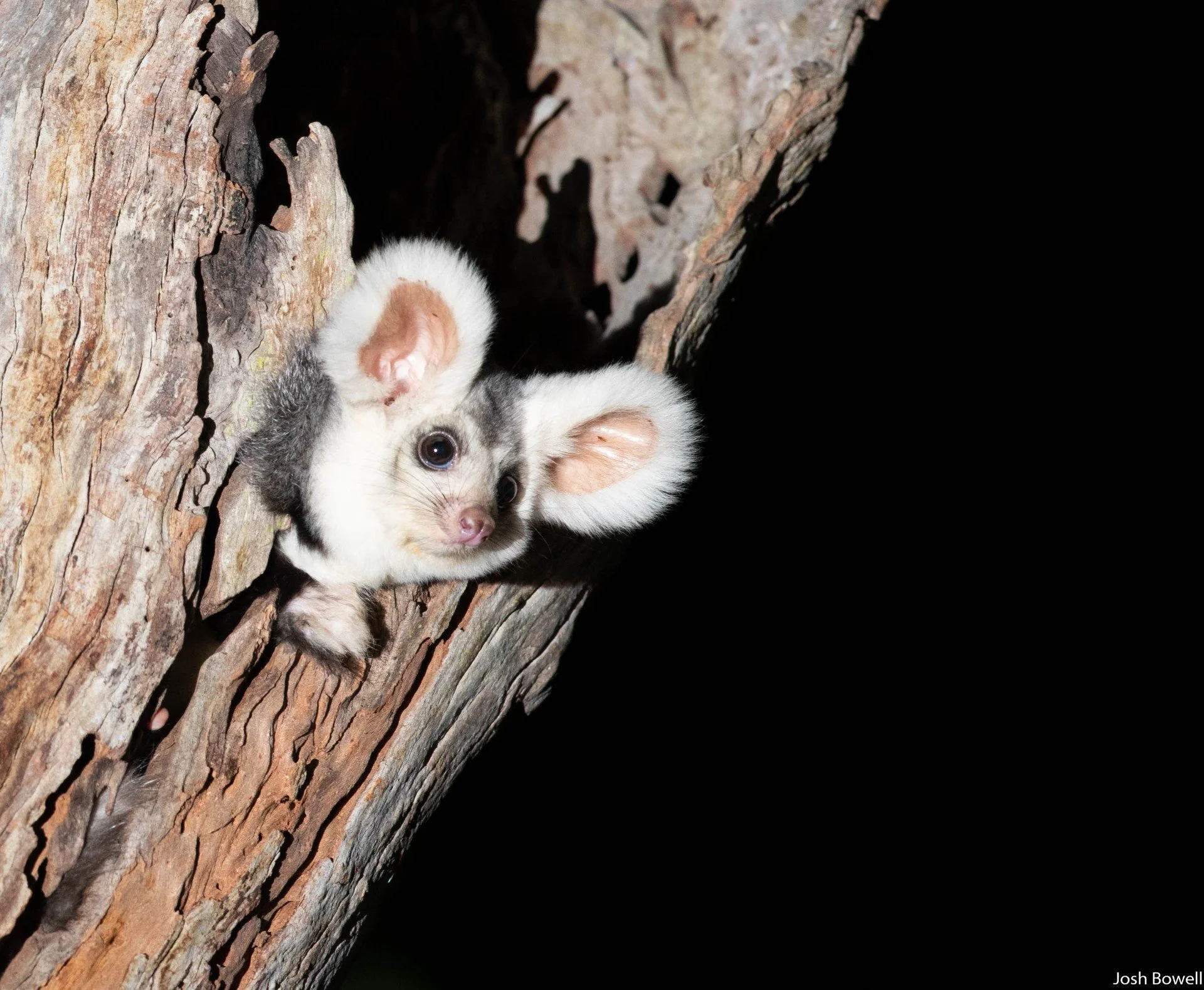 A sugar glider peeking out from the trunk of a tree in the dark.