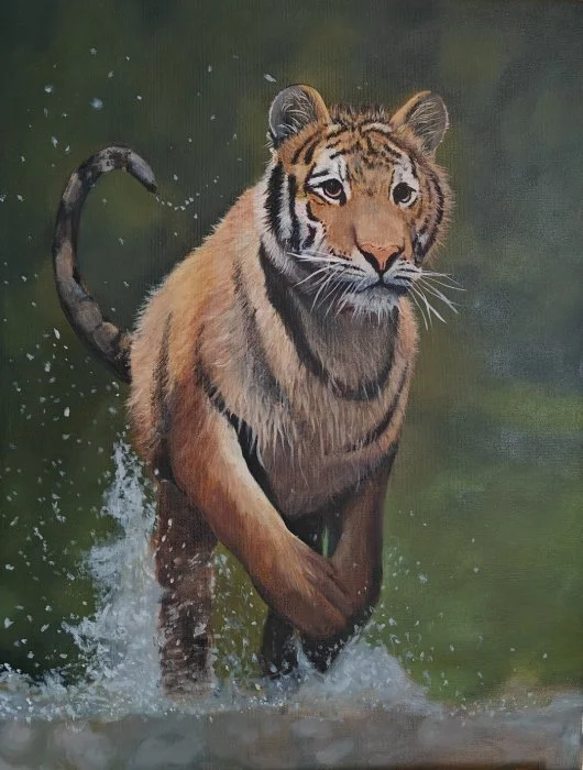 Een tijger die door water rent.