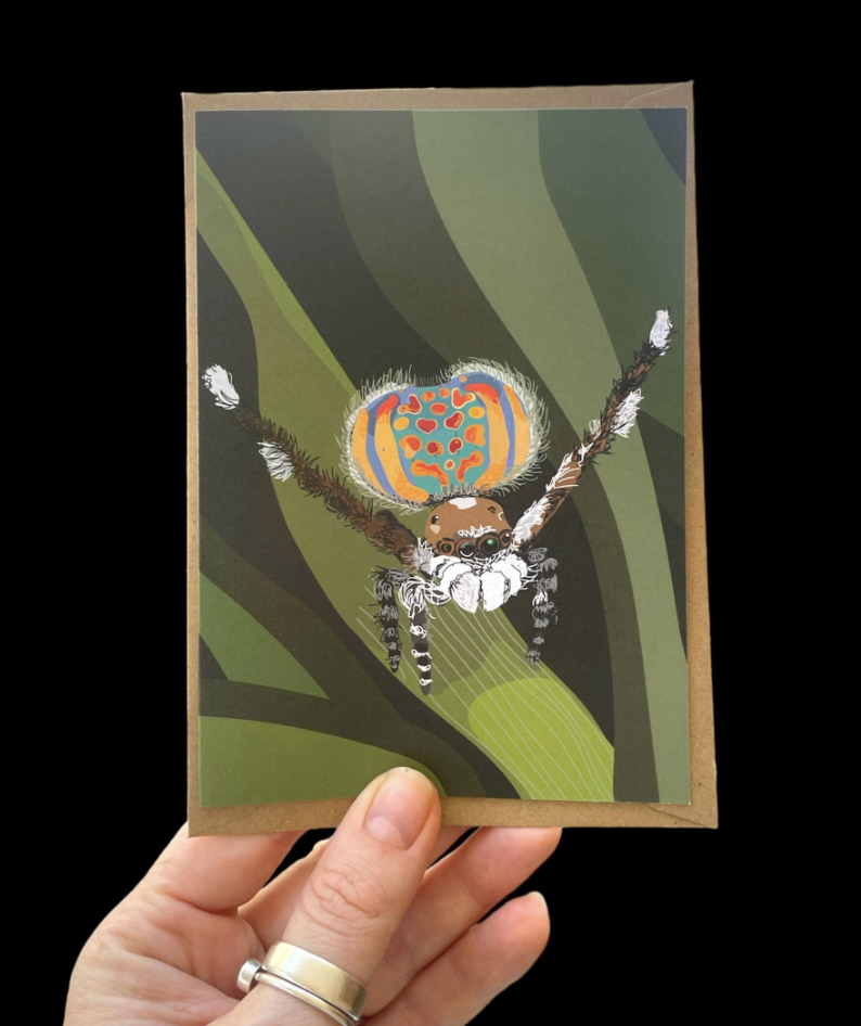 Peppa the peacock spider