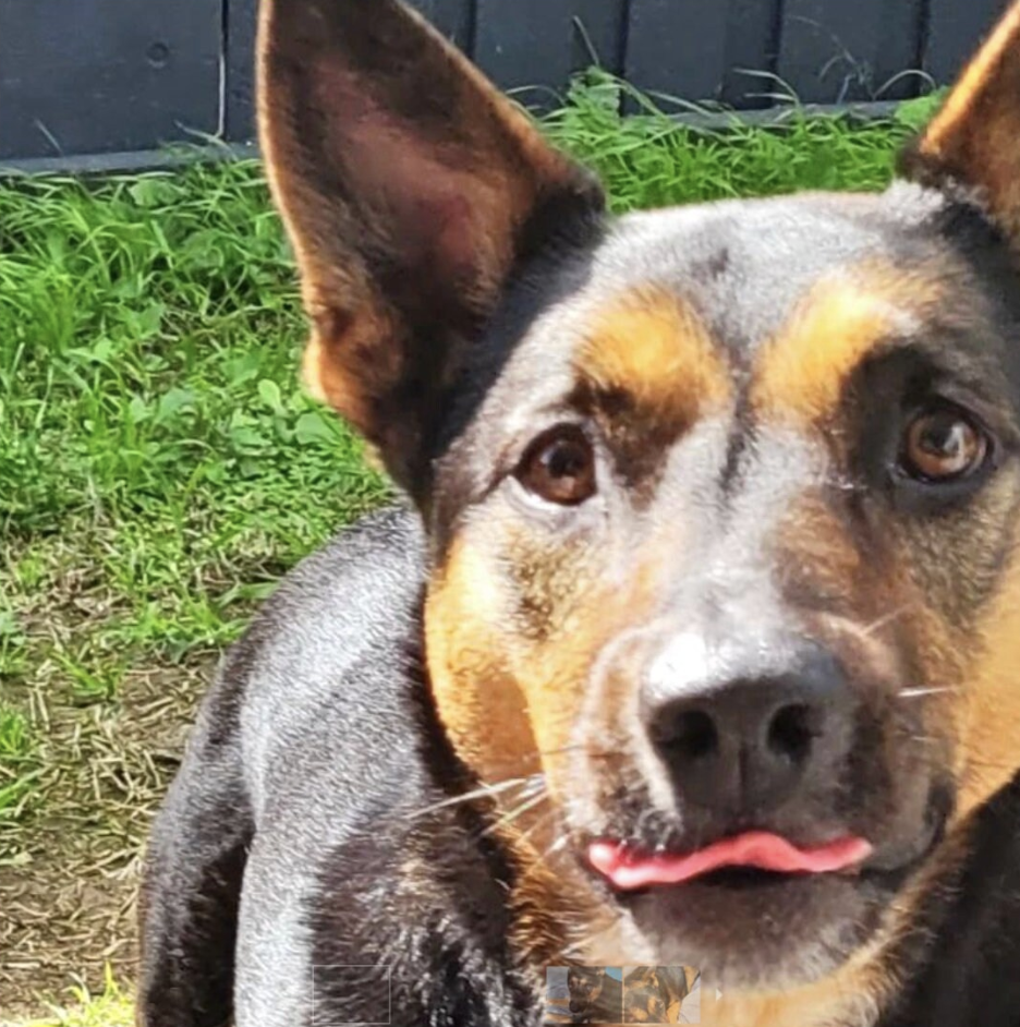 Screenshot 2026-01-25 at 2.09.20 pm.png (Copy) (Copy)