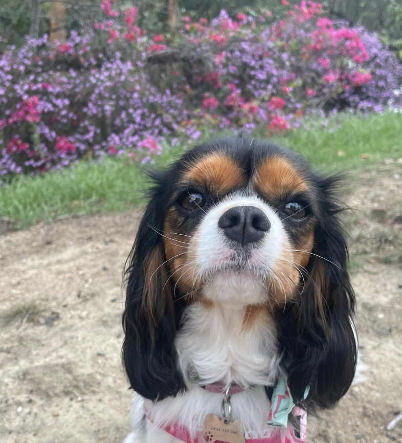 Screenshot 2026-01-25 at 2.09.34 pm.png (Copy) (Copy)