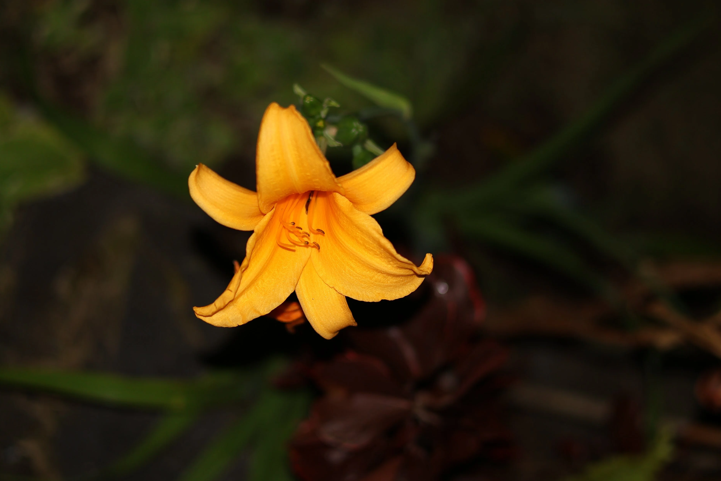 IMG_5992.png