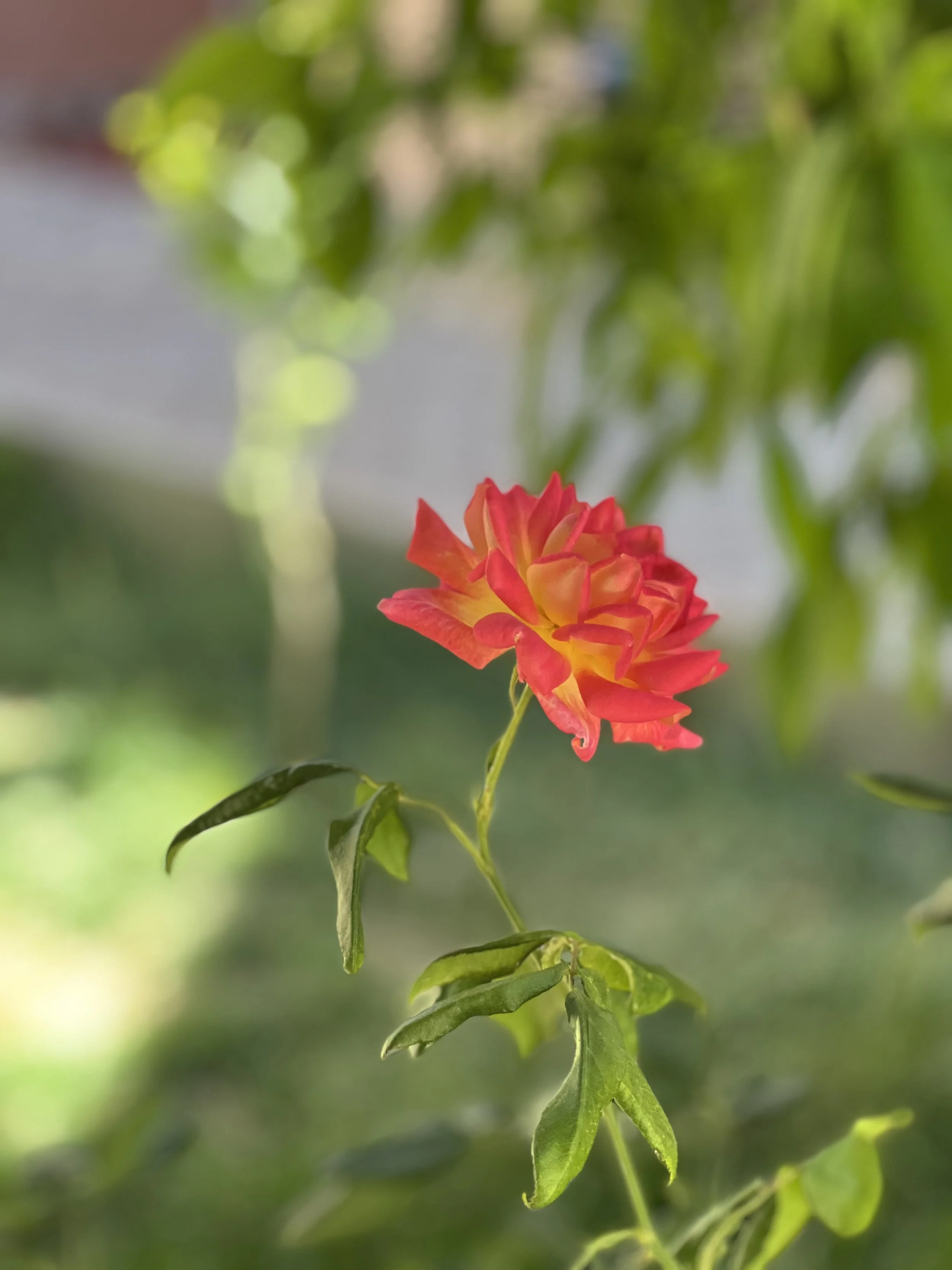 BA4D1F50-5E9D-40F6-92C6-933638DA5680.JPG