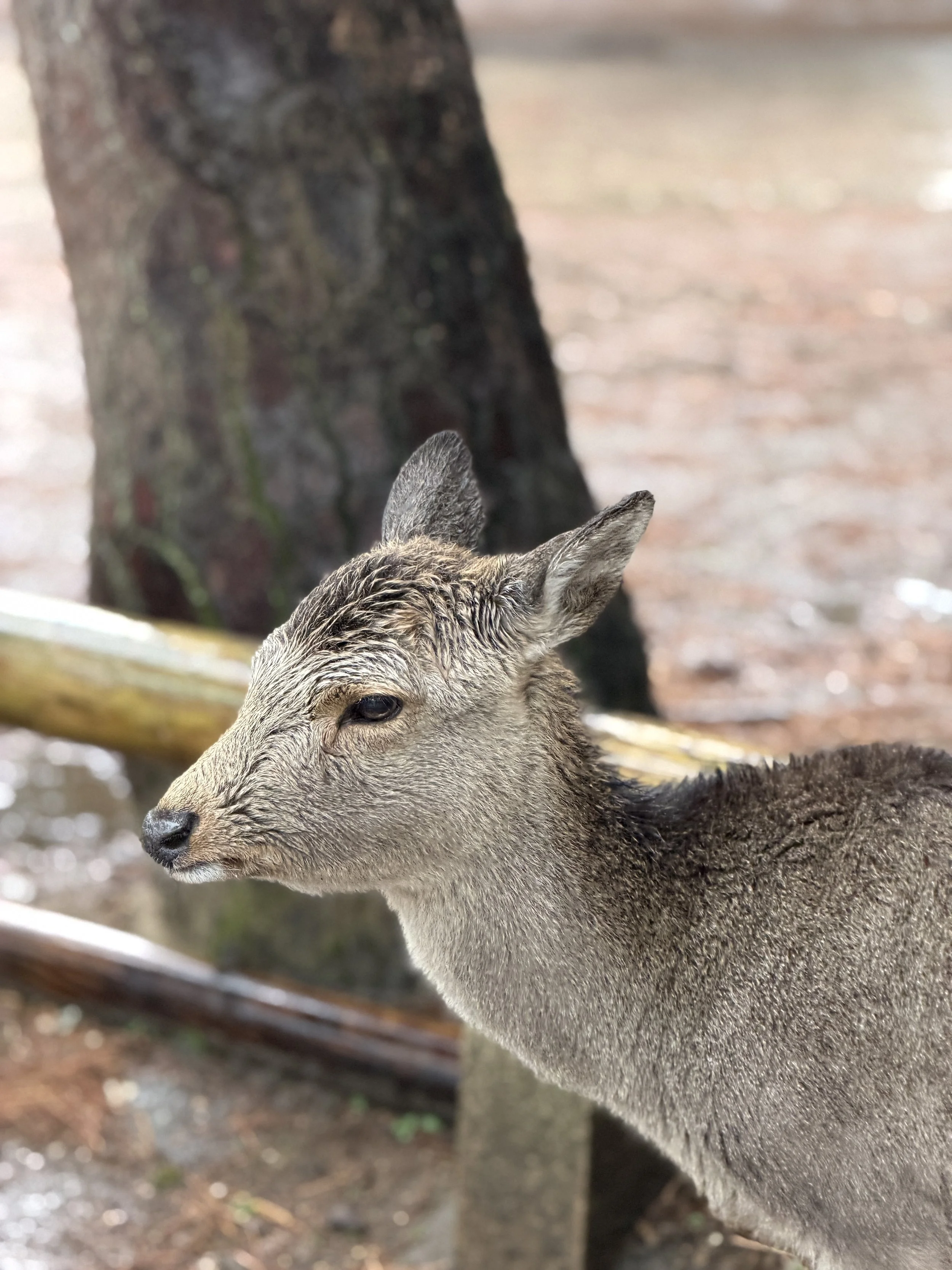 C85BFC46-15D4-417C-BAE8-7AD4D3DF9E91.JPG
