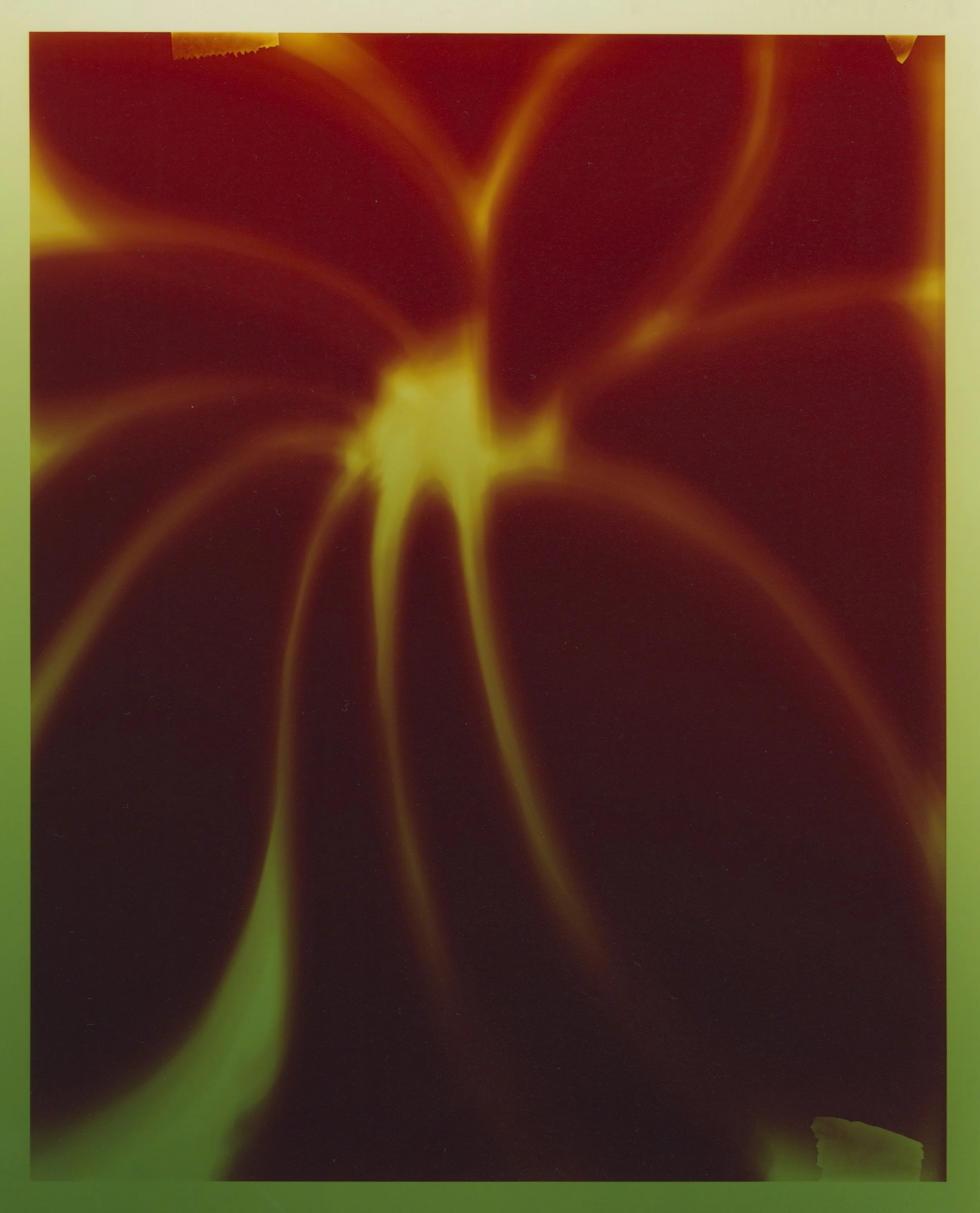 Flor III.jpeg