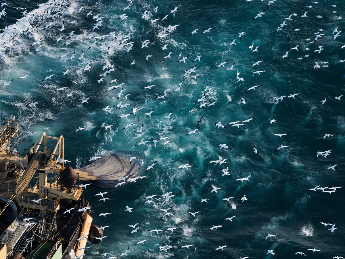 Seagulls flying over the ocean near a ship with industrial equipment