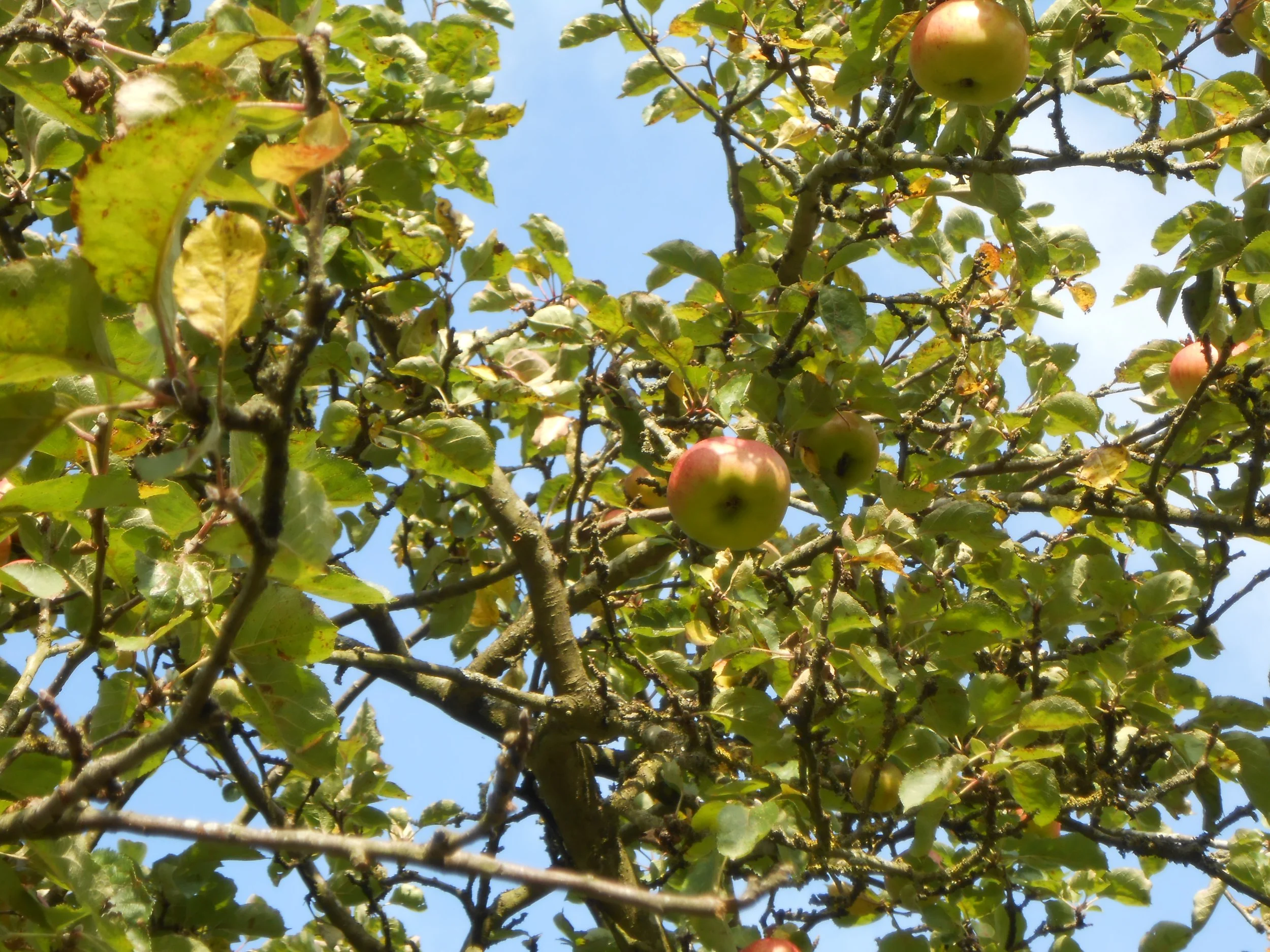 Apples in the Warneford Meadow Oxford Orchard