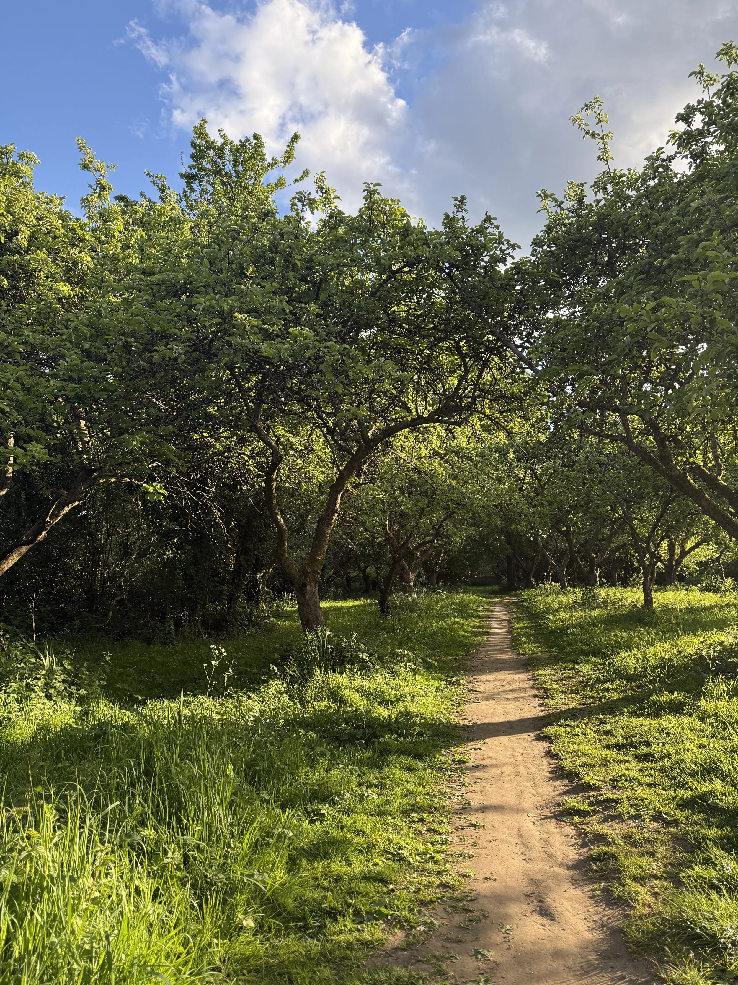 An ancient path winding through a grassy area of Warneford Meadow with lush green trees on each side, under a blue sky with some clouds.