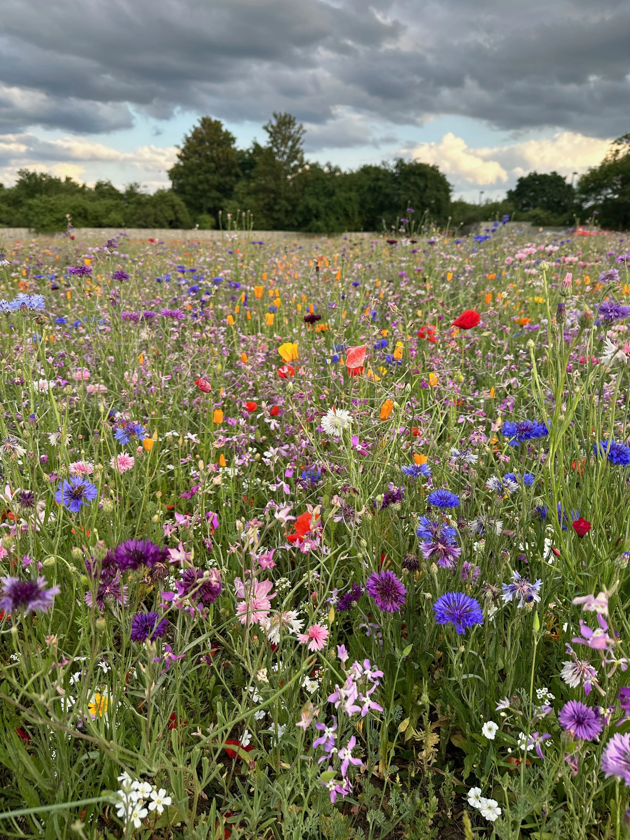 A field of colorful wildflowers within the Warneford Hospital site and of various types including purple, pink, red, white, and yellow, under a partly cloudy sky with dark clouds and patches of blue, surrounded by trees in the background.