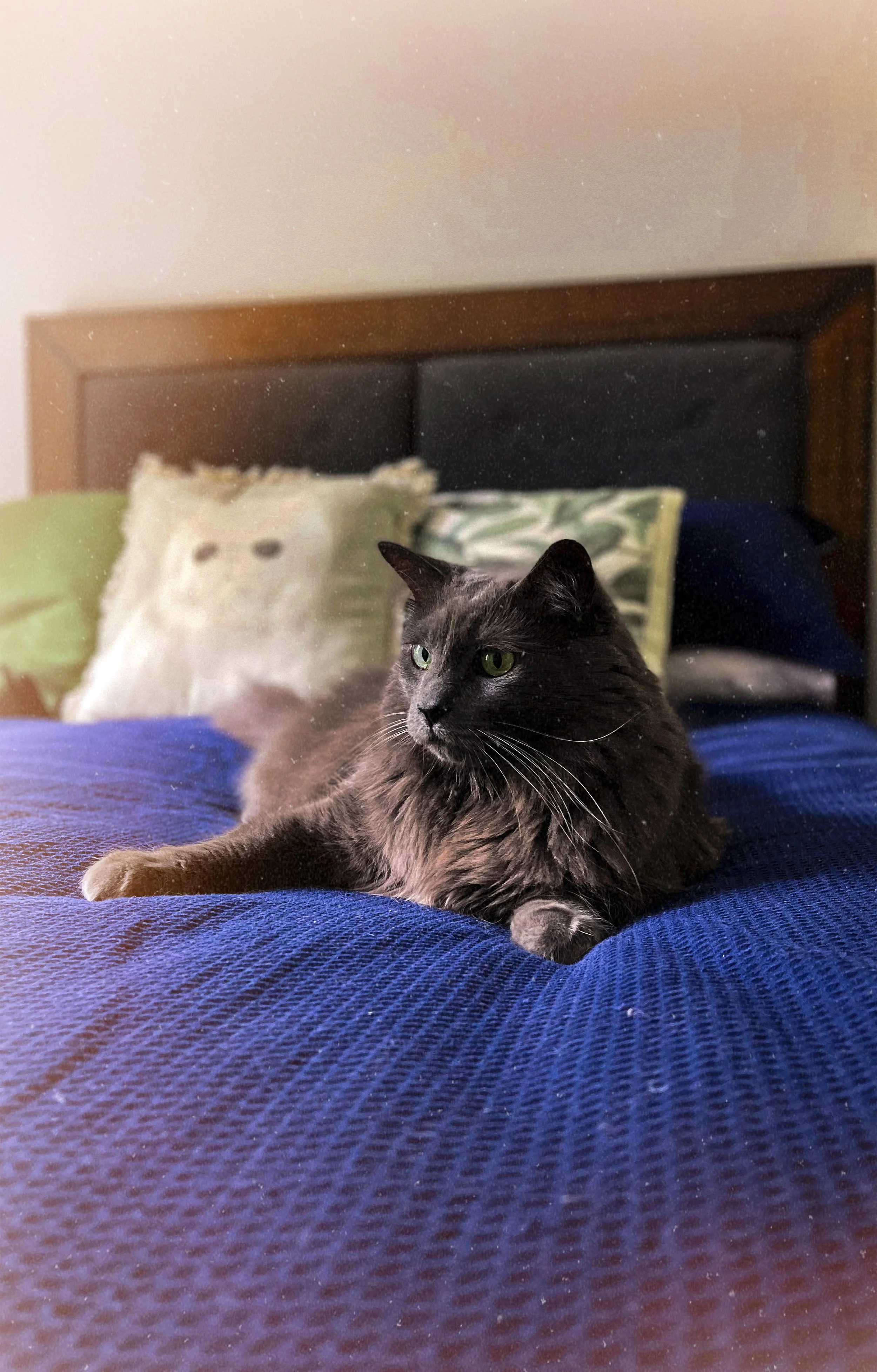 A black cat lying on a blue bedspread with a pillow behind it that has a face on it and another pillow with nature pattern. The headboard of the bed is wooden, and the background wall is plain.
