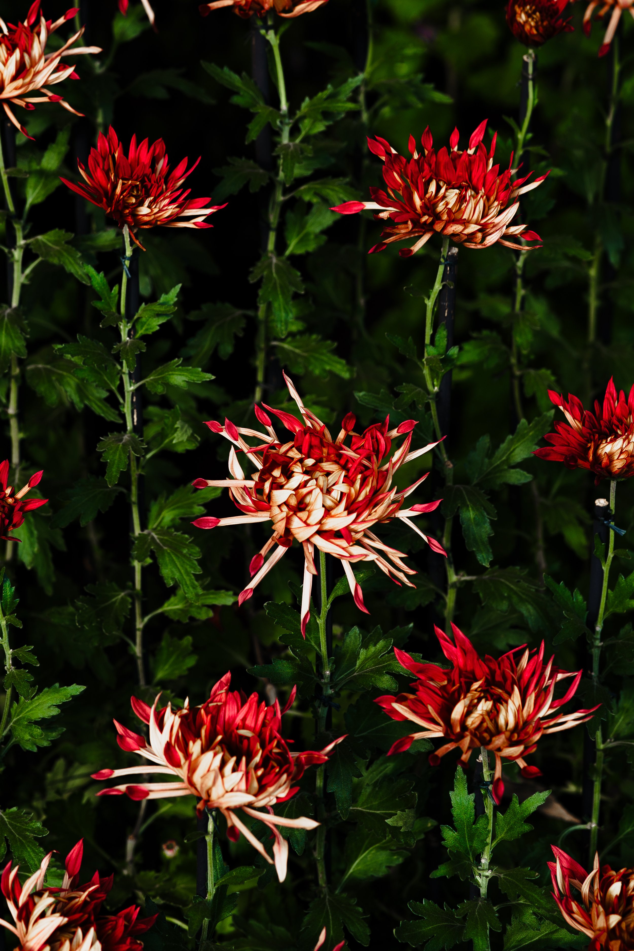 Red and white spider chrysanthemums blooming among green leaves.